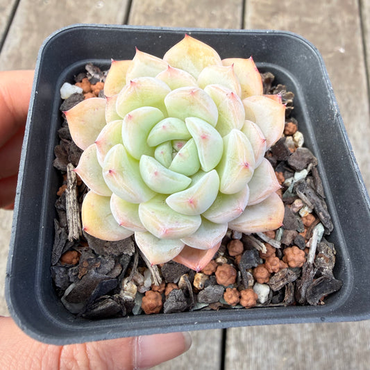 1410 Echeveria 'Solitary'