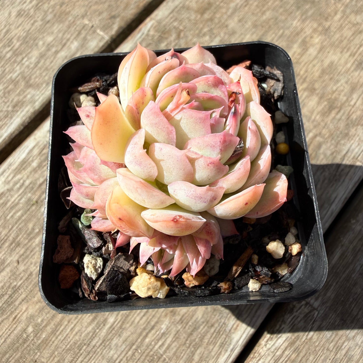 1410 Echeveria Strawberry Ice (Multi)