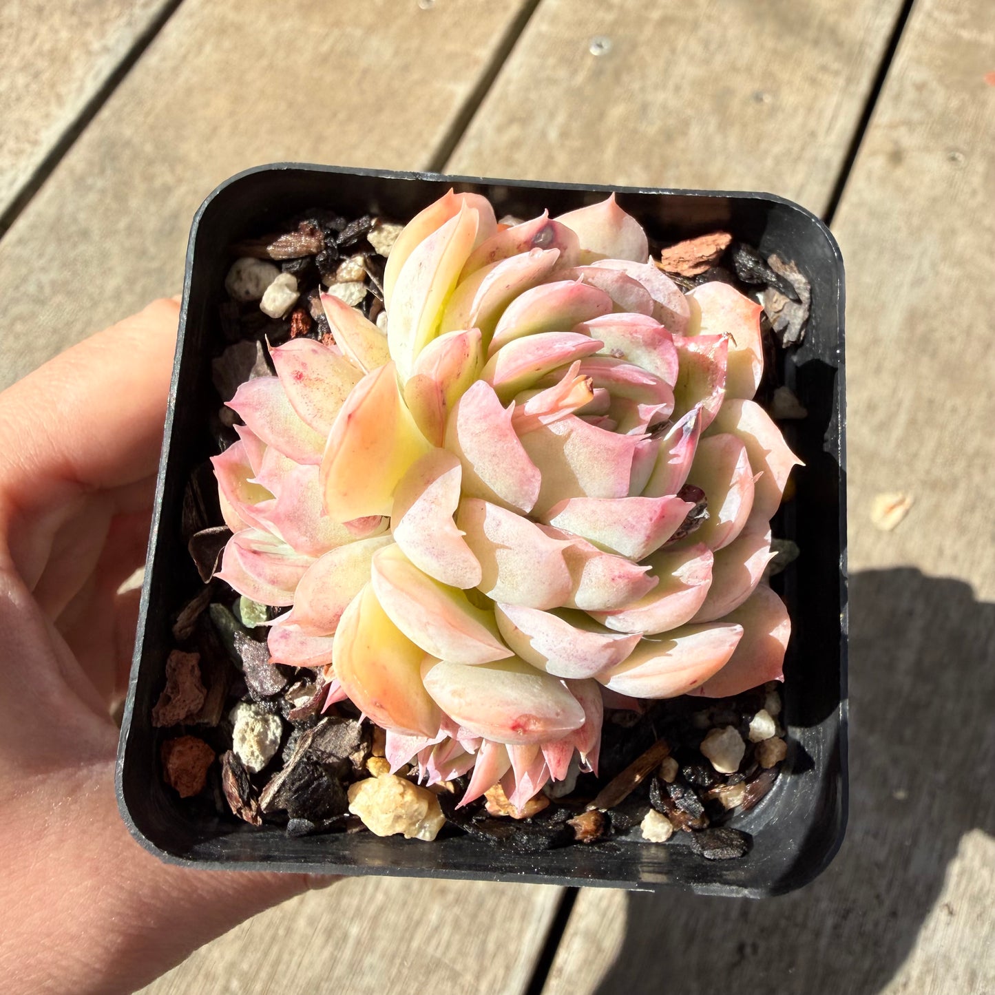 1410 Echeveria Strawberry Ice (Multi)