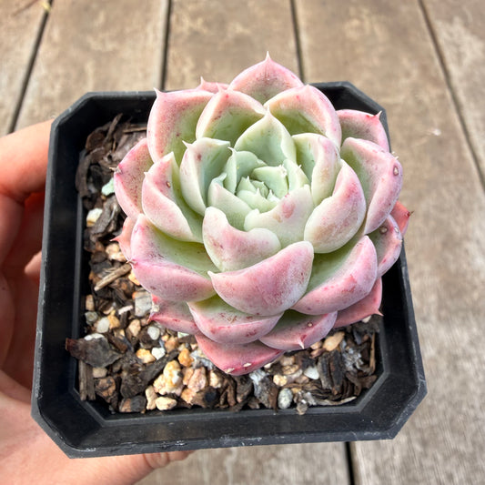 1410 Echeveria 'Strawberry Smoothie'