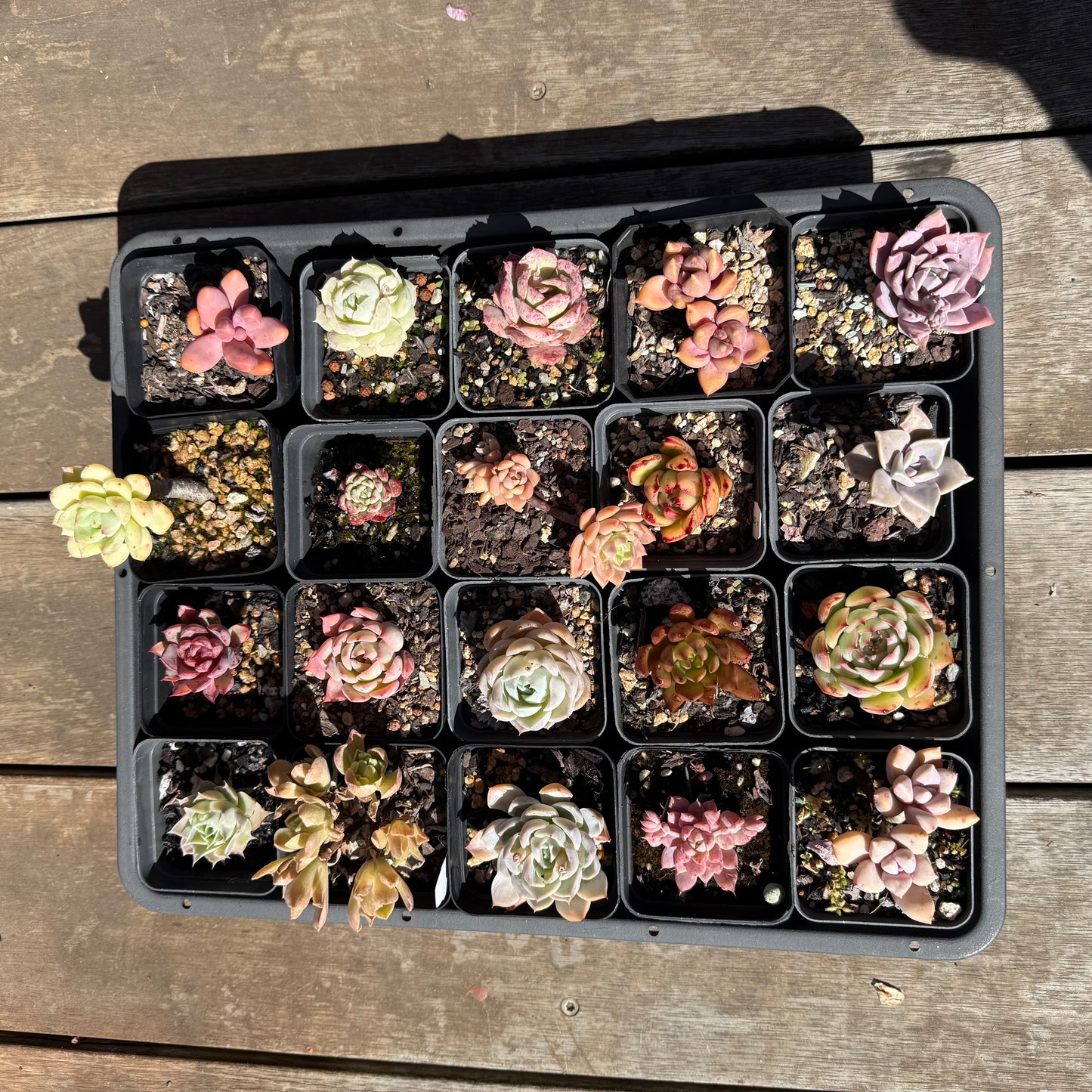 000 Succulent Jumbo Value Pack 20pc [J6]