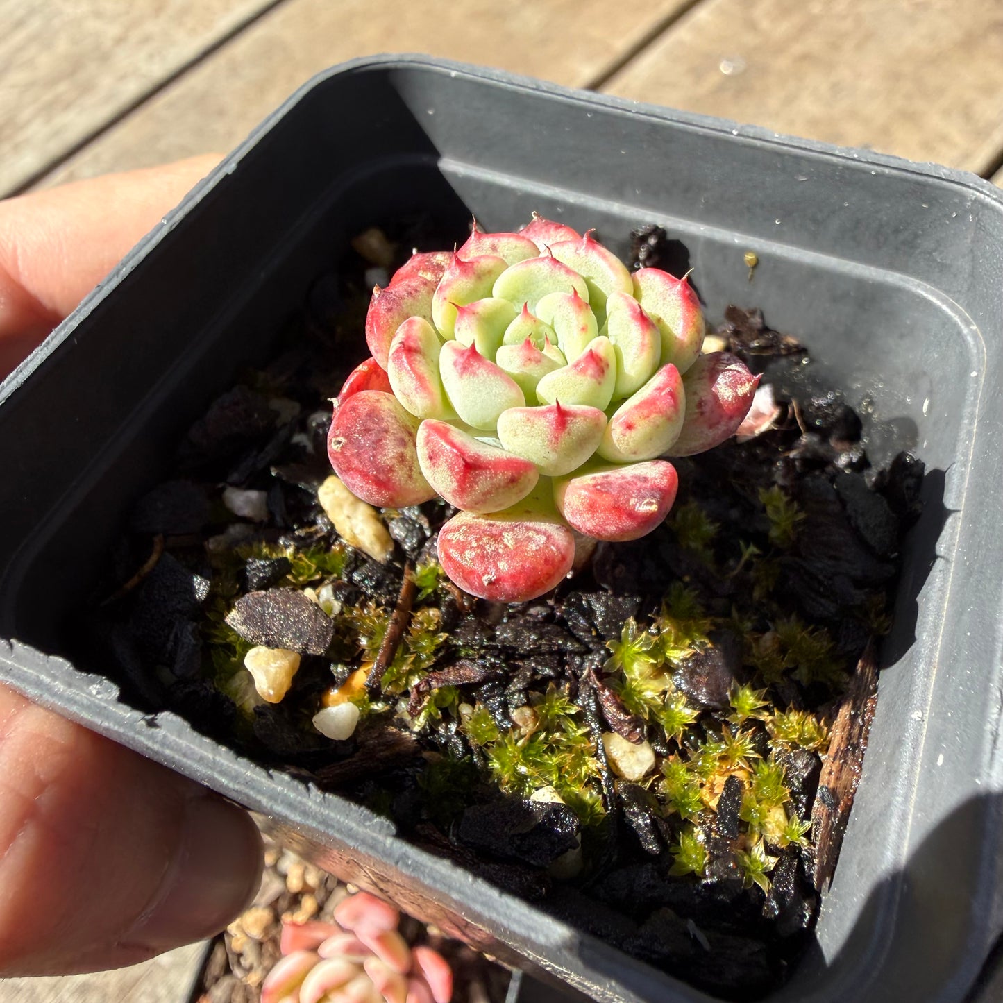 000 Succulent Jumbo Value Pack 20pc [J6]