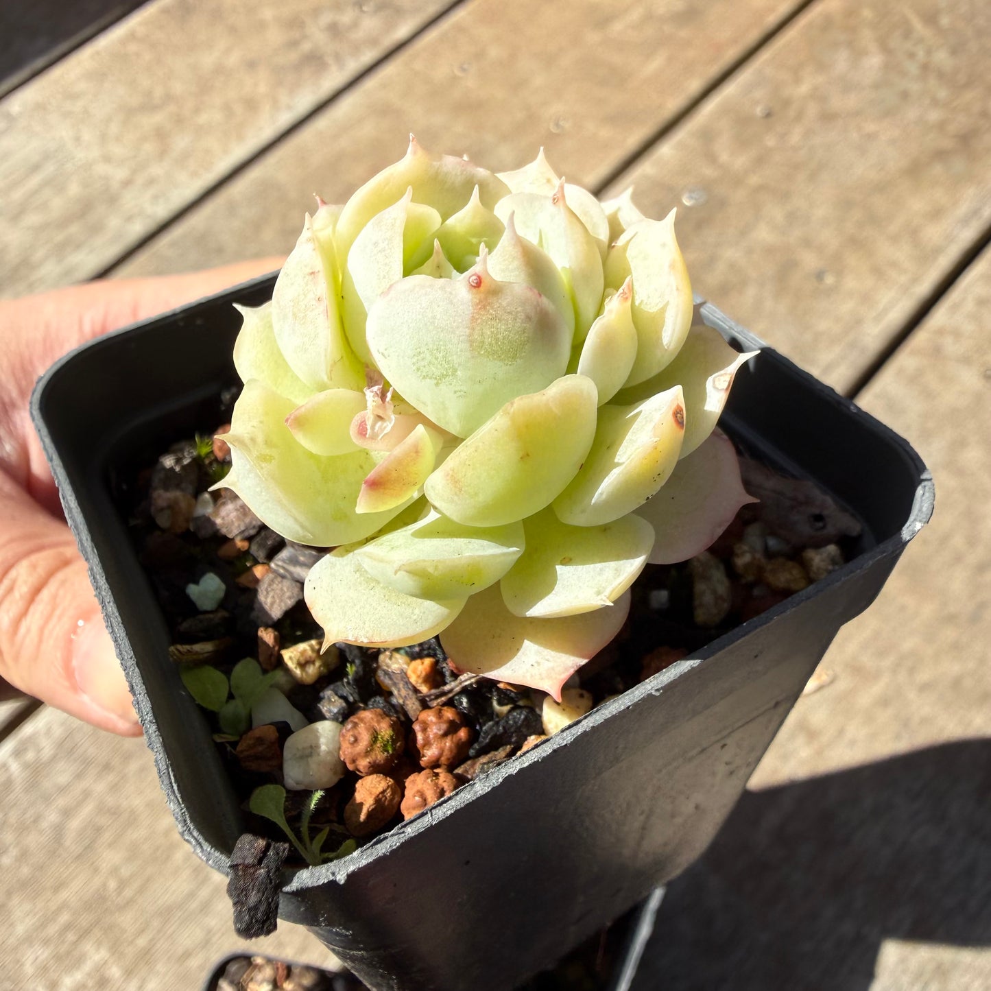 000 Succulent Jumbo Value Pack 20pc [J6]