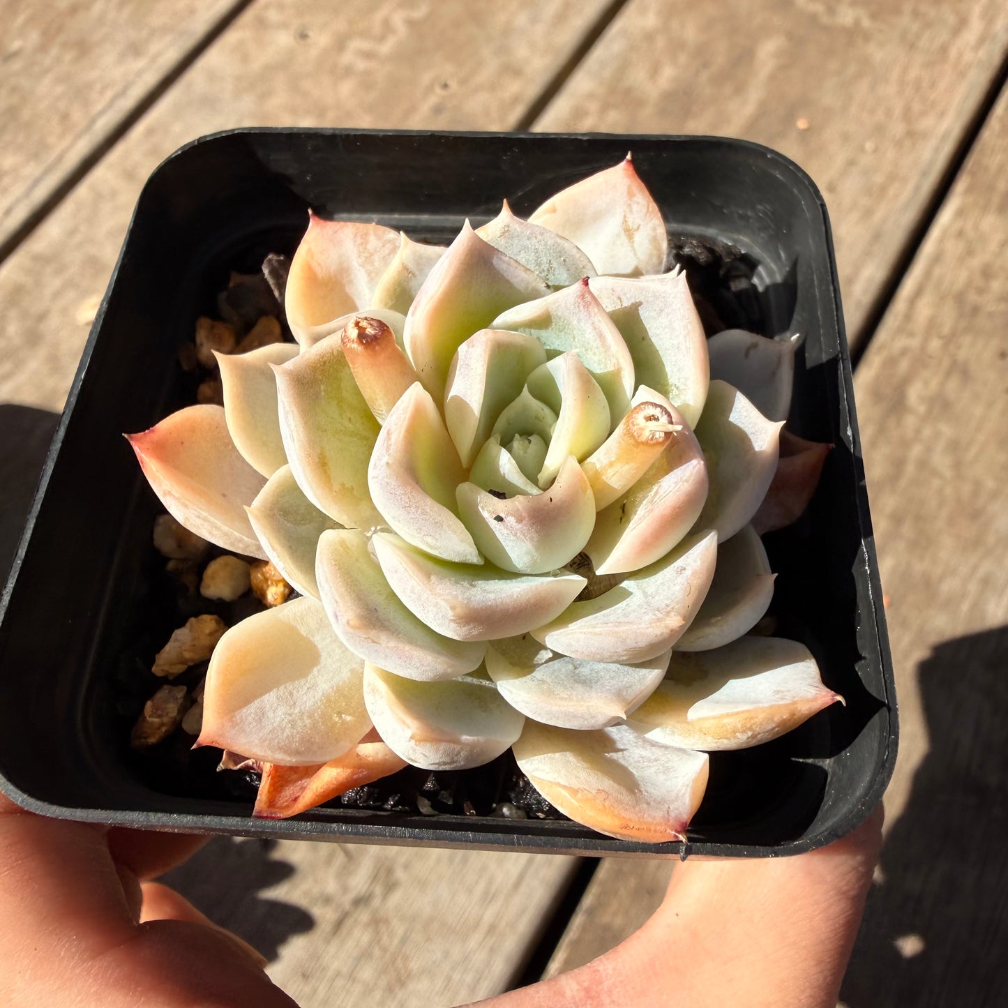 000 Succulent Jumbo Value Pack 20pc [J6]