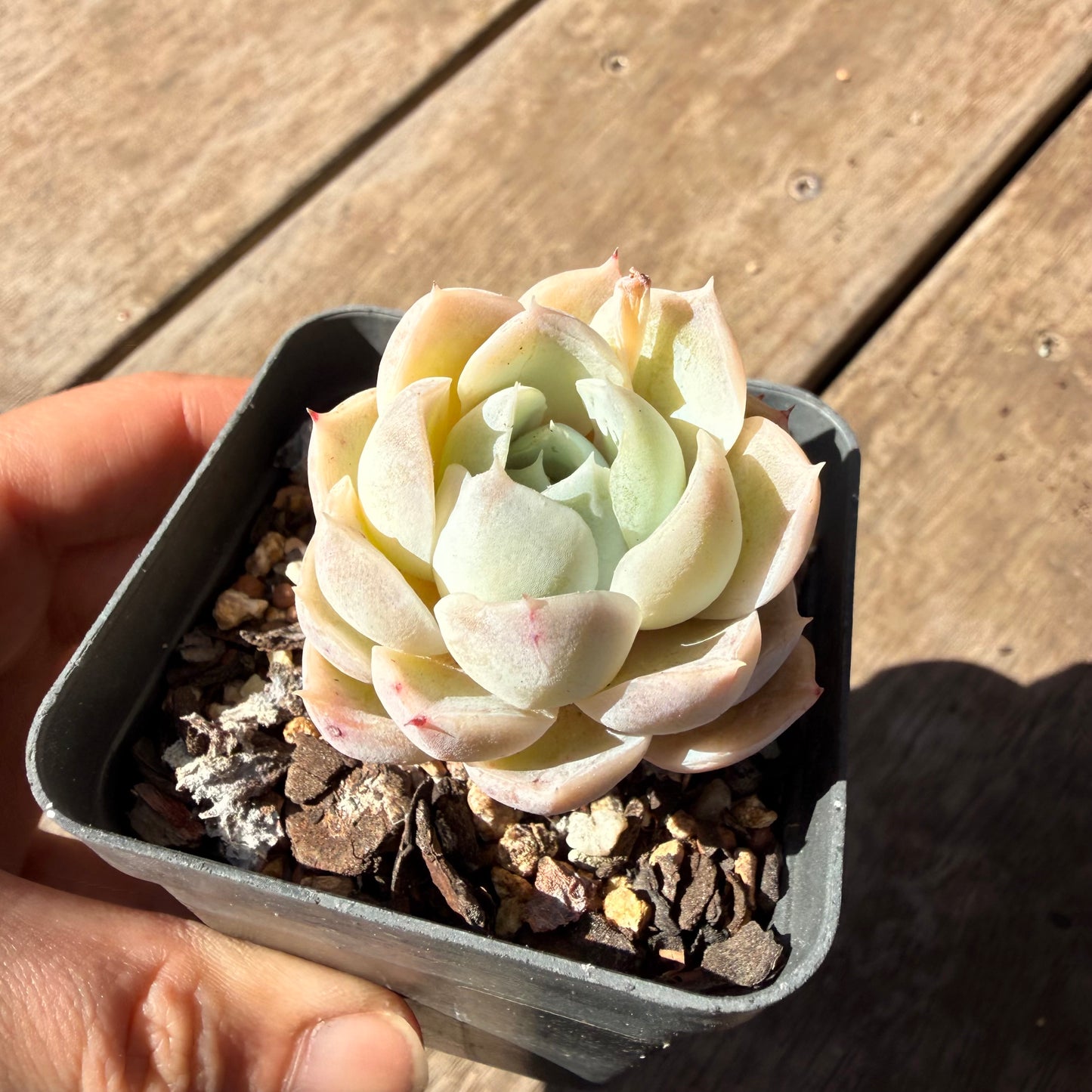 000 Succulent Jumbo Value Pack 20pc [J6]