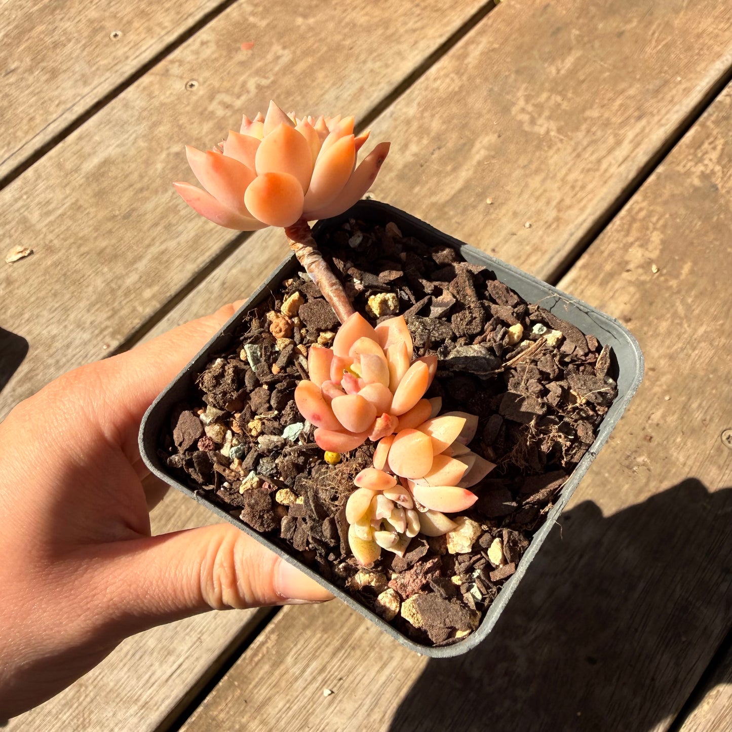 000 Succulent Jumbo Value Pack 20pc [J6]