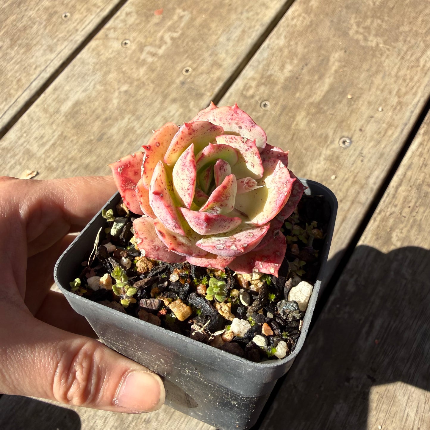 000 Succulent Jumbo Value Pack 20pc [J6]