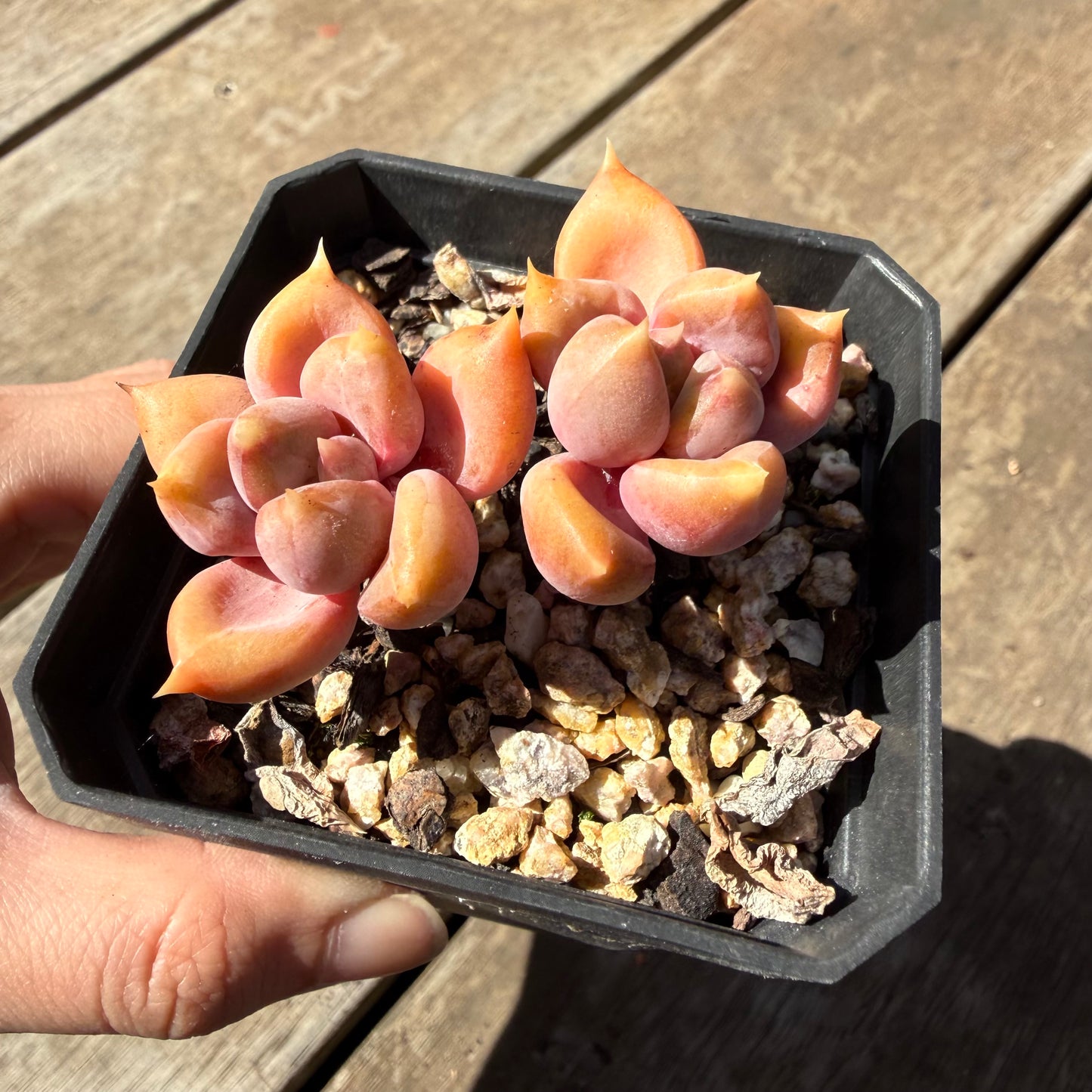 000 Succulent Jumbo Value Pack 20pc [J6]