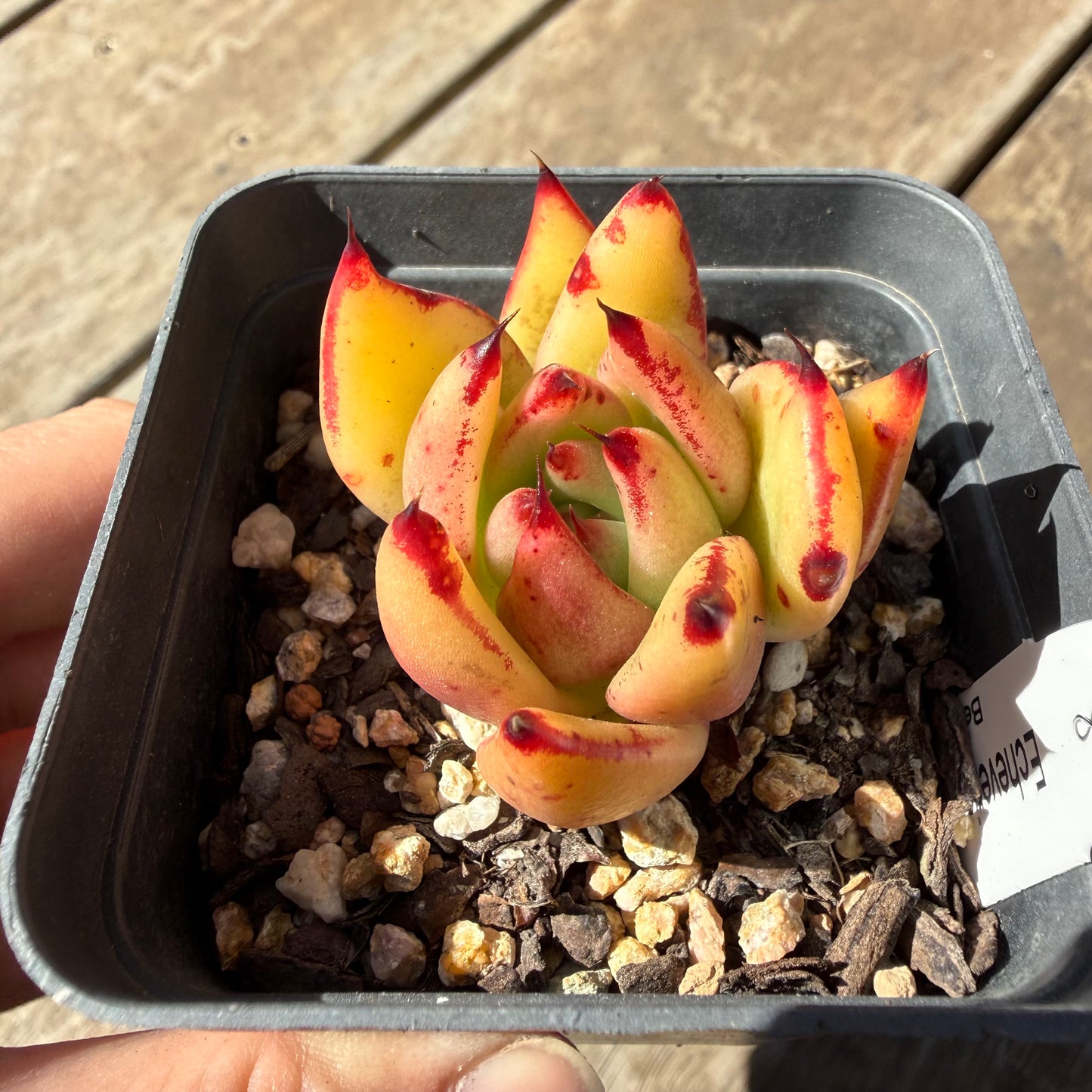 000 Succulent Jumbo Value Pack 20pc [J6]