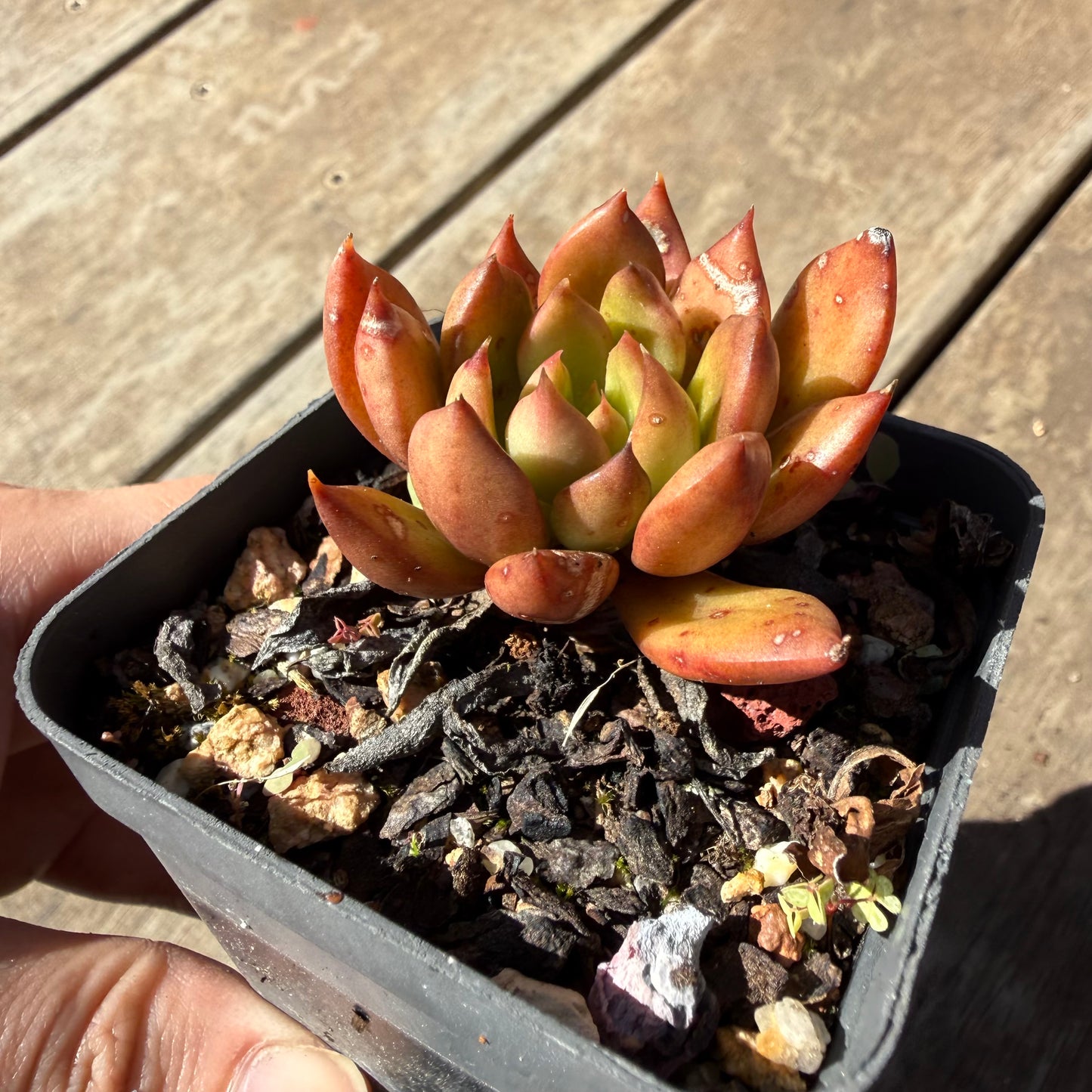 000 Succulent Jumbo Value Pack 20pc [J6]