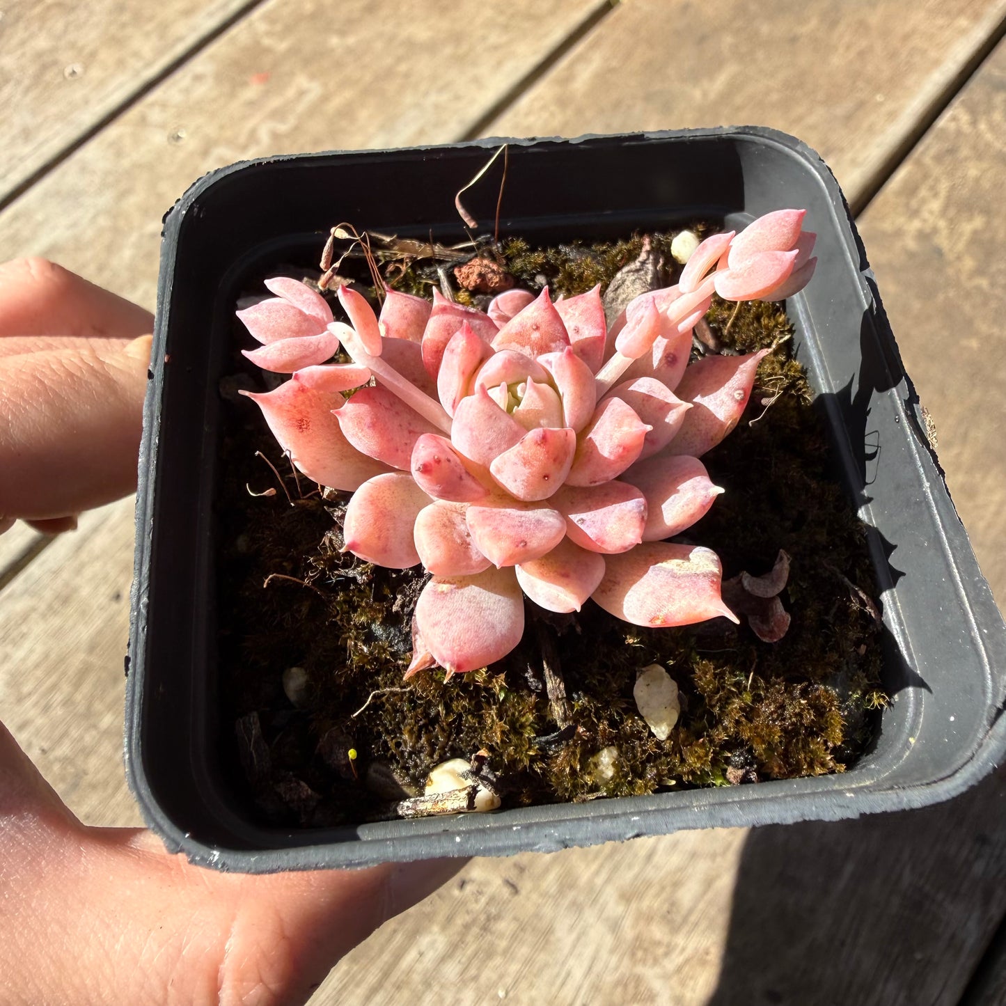 000 Succulent Jumbo Value Pack 20pc [J6]