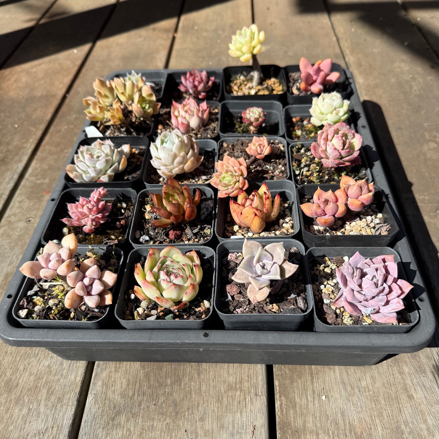 000 Succulent Jumbo Value Pack 20pc [J6]