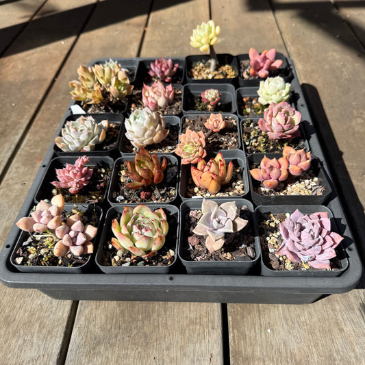 000 Succulent Jumbo Value Pack 20pc [J6]