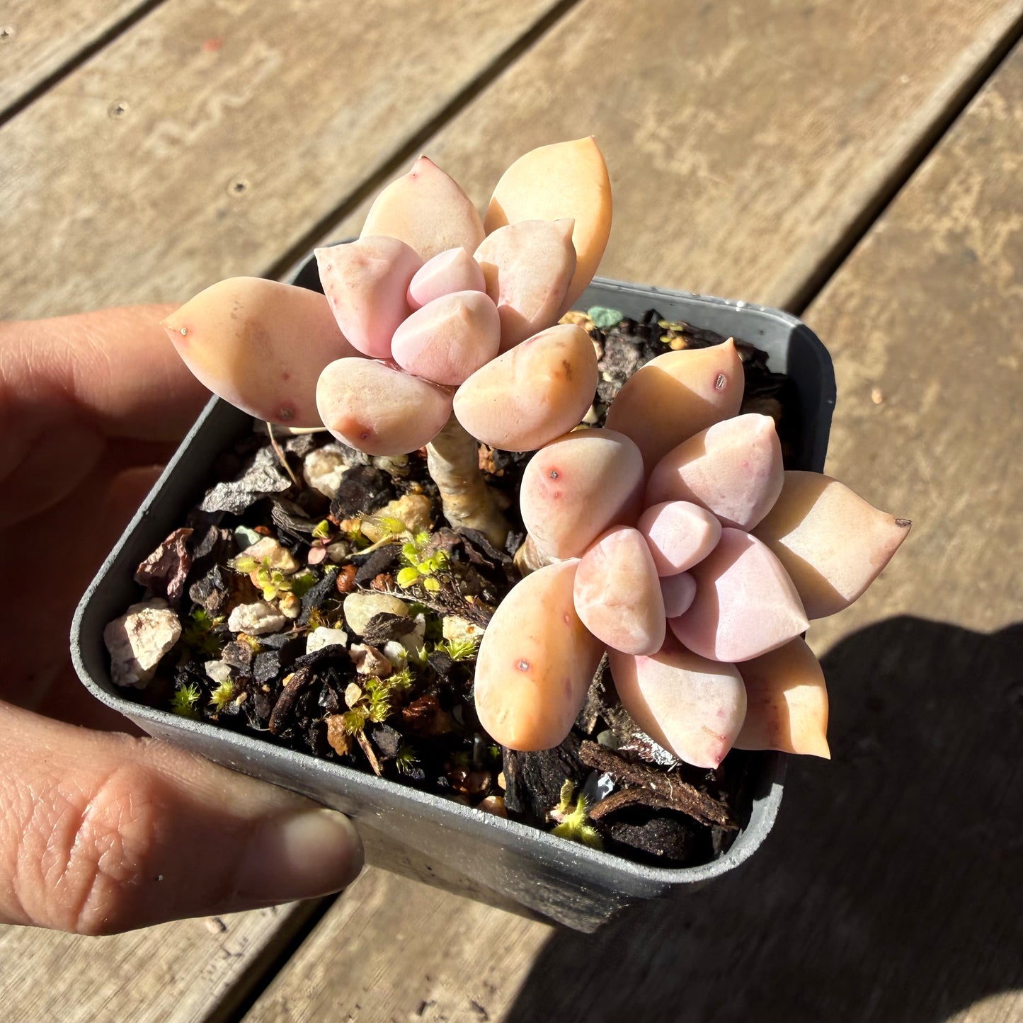 000 Succulent Jumbo Value Pack 20pc [J6]