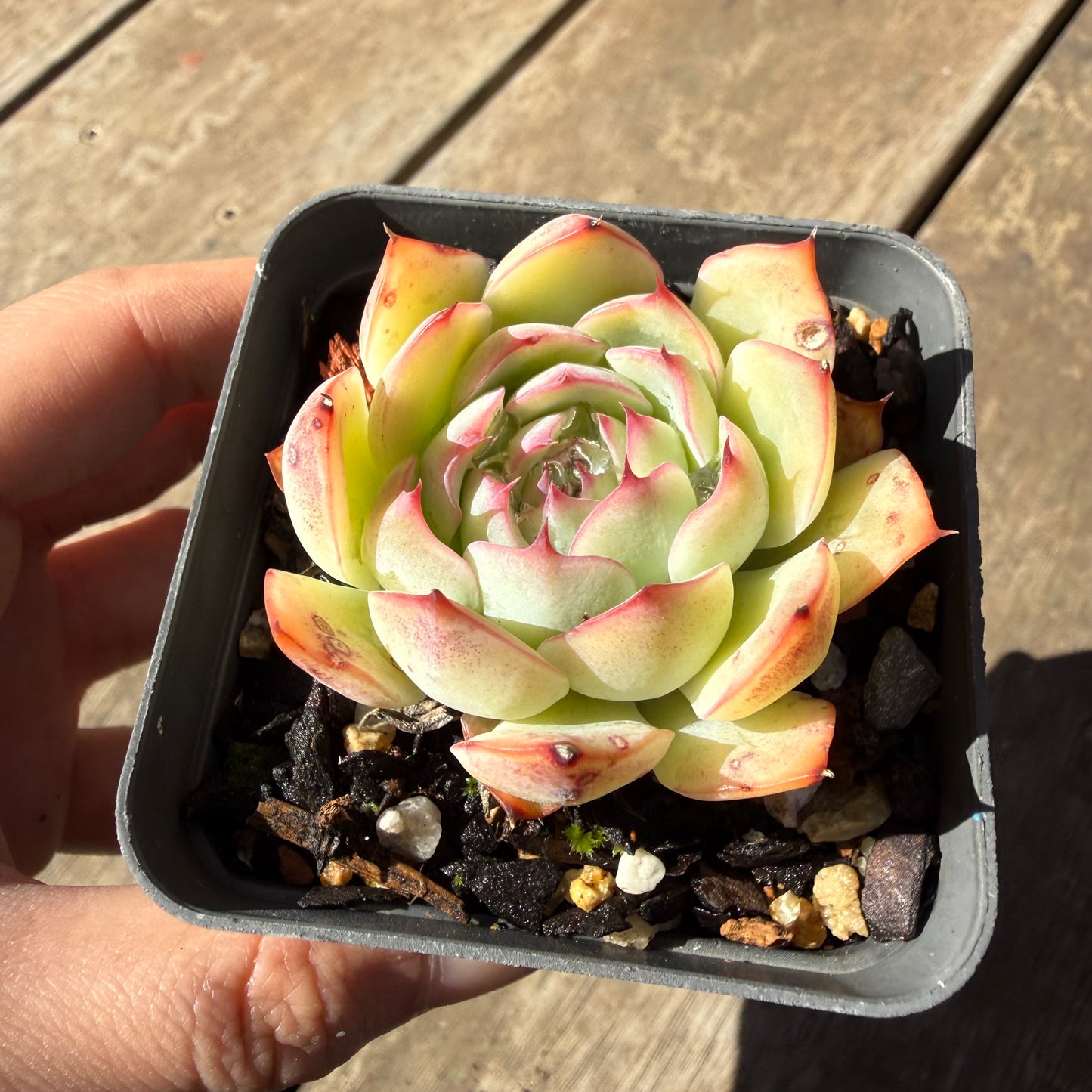 000 Succulent Jumbo Value Pack 20pc [J6]