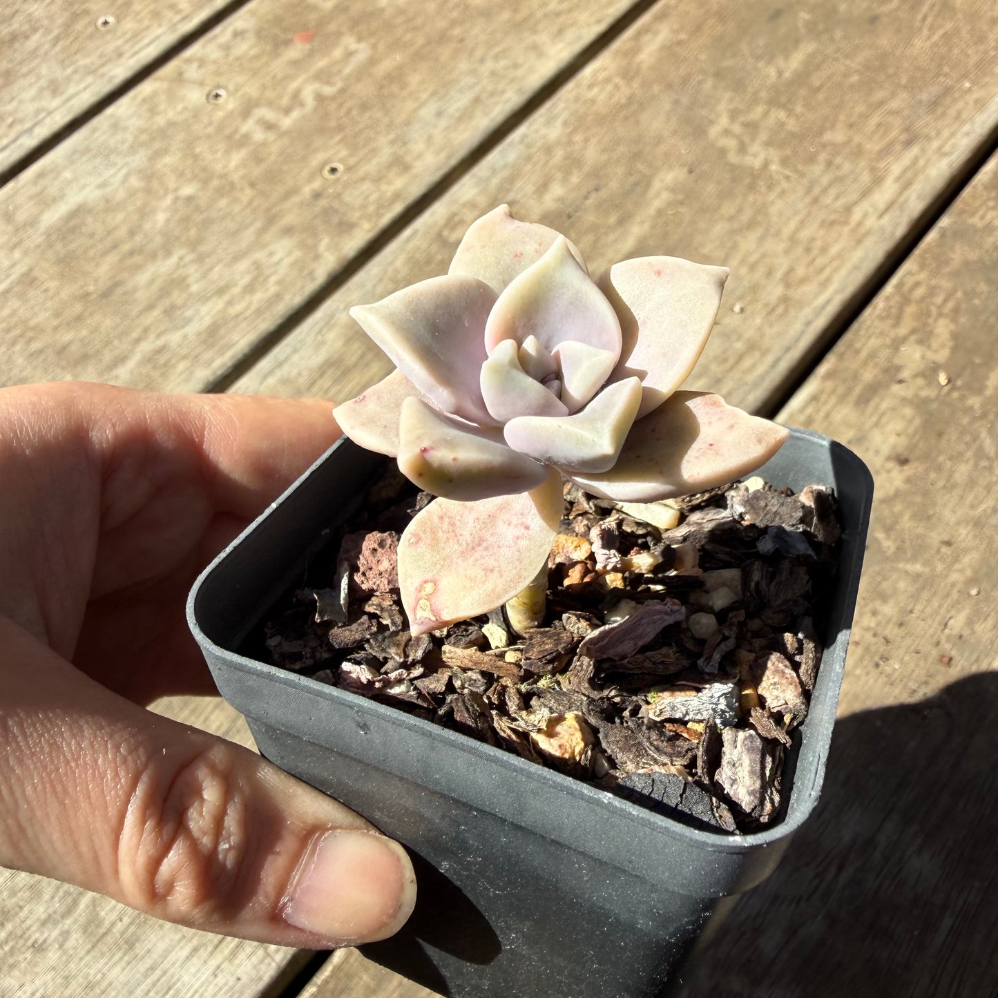 000 Succulent Jumbo Value Pack 20pc [J6]