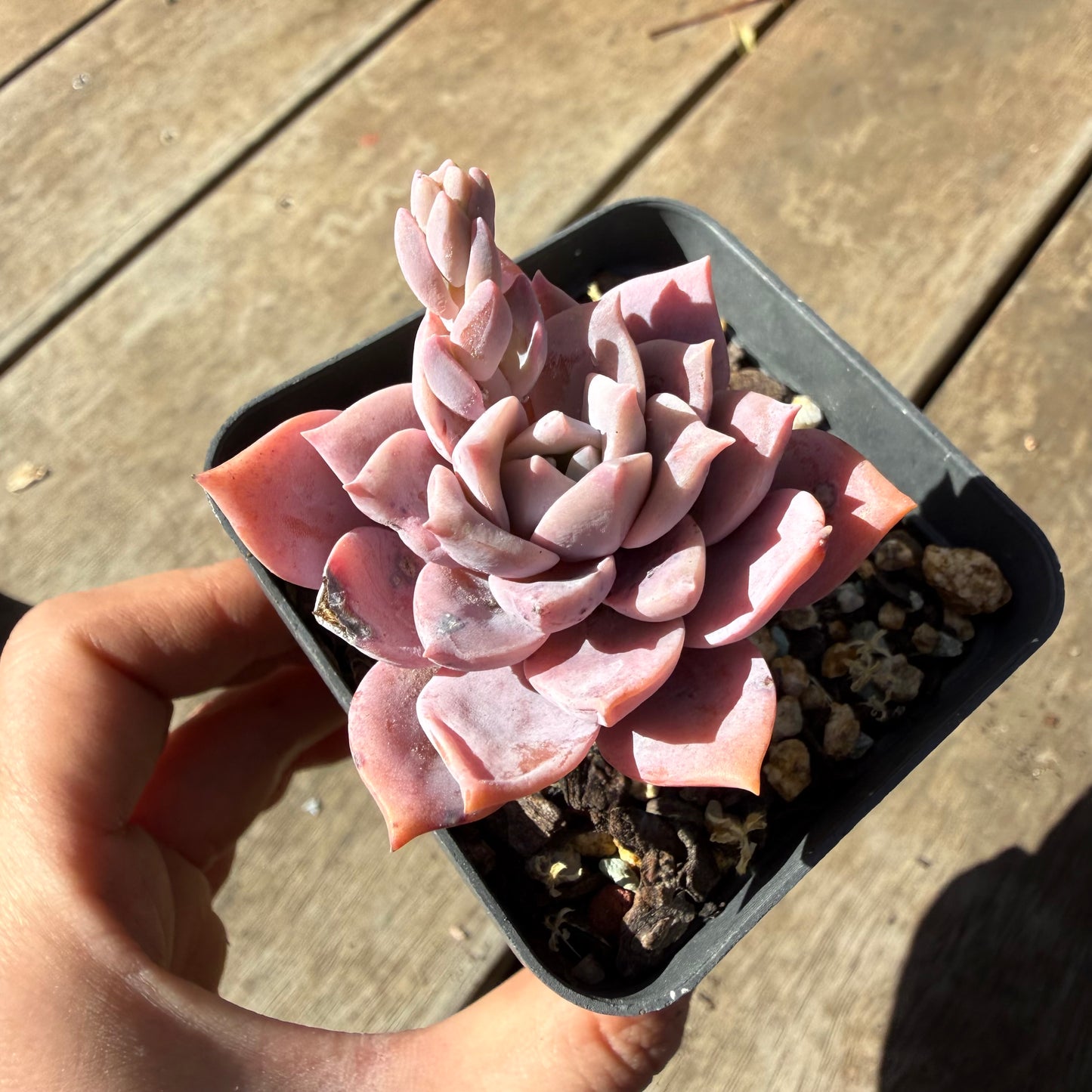 000 Succulent Jumbo Value Pack 20pc [J6]