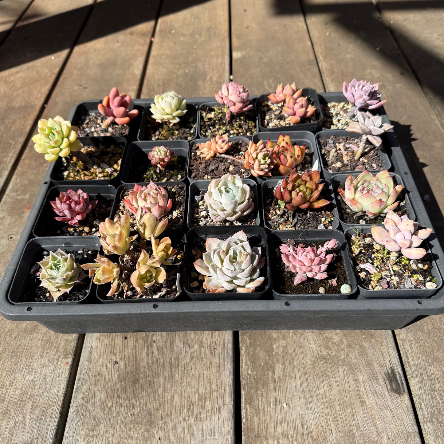 000 Succulent Jumbo Value Pack 20pc [J6]