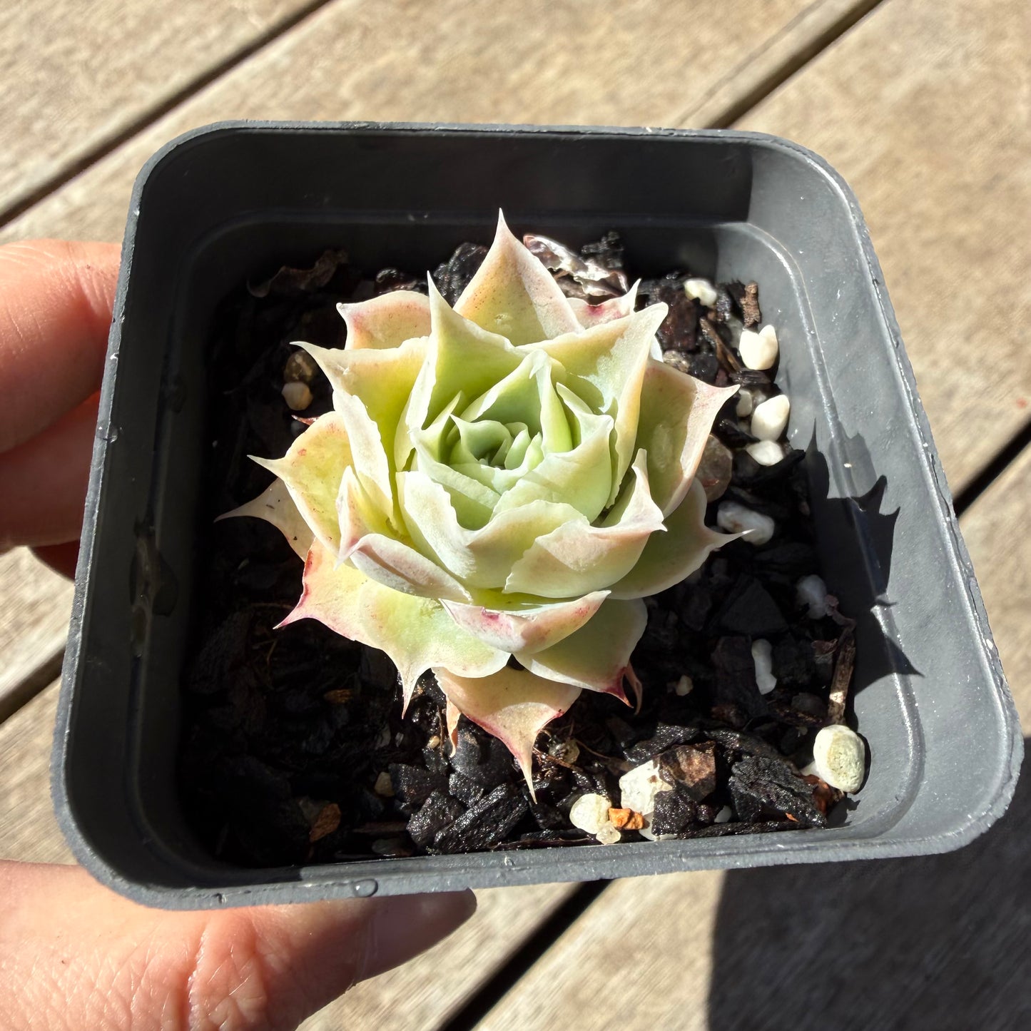 000 Succulent Jumbo Value Pack 20pc [J6]