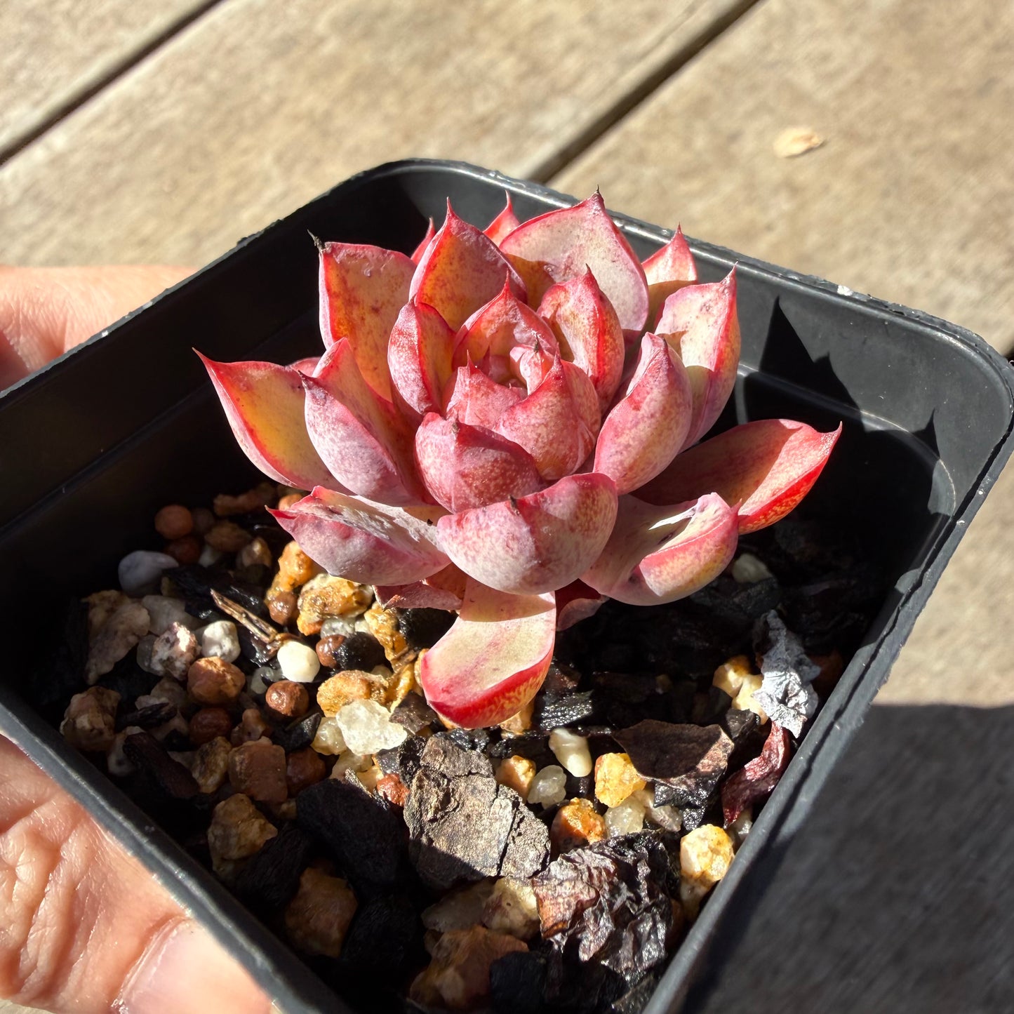 000 Succulent Jumbo Value Pack 20pc [J6]