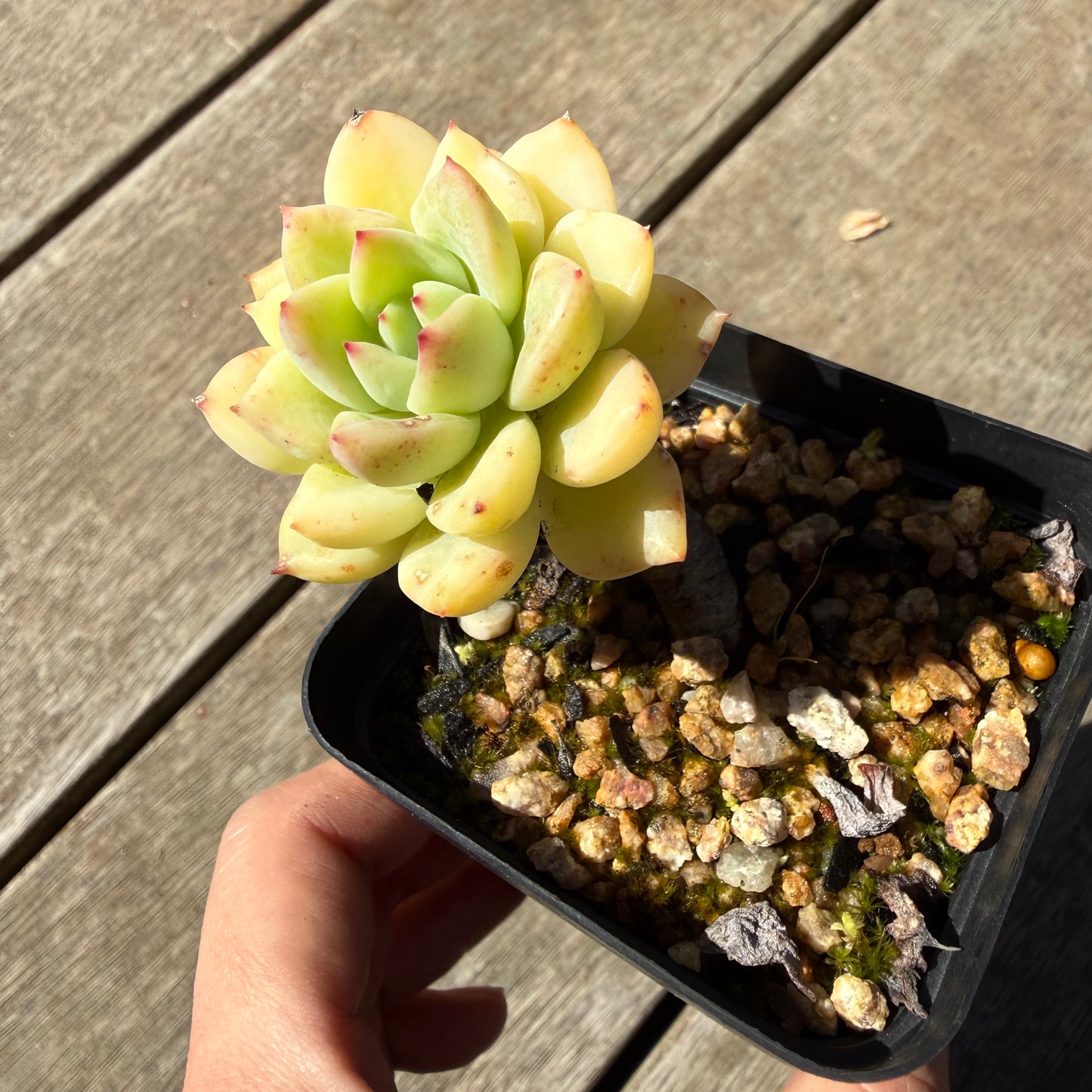 000 Succulent Jumbo Value Pack 20pc [J6]