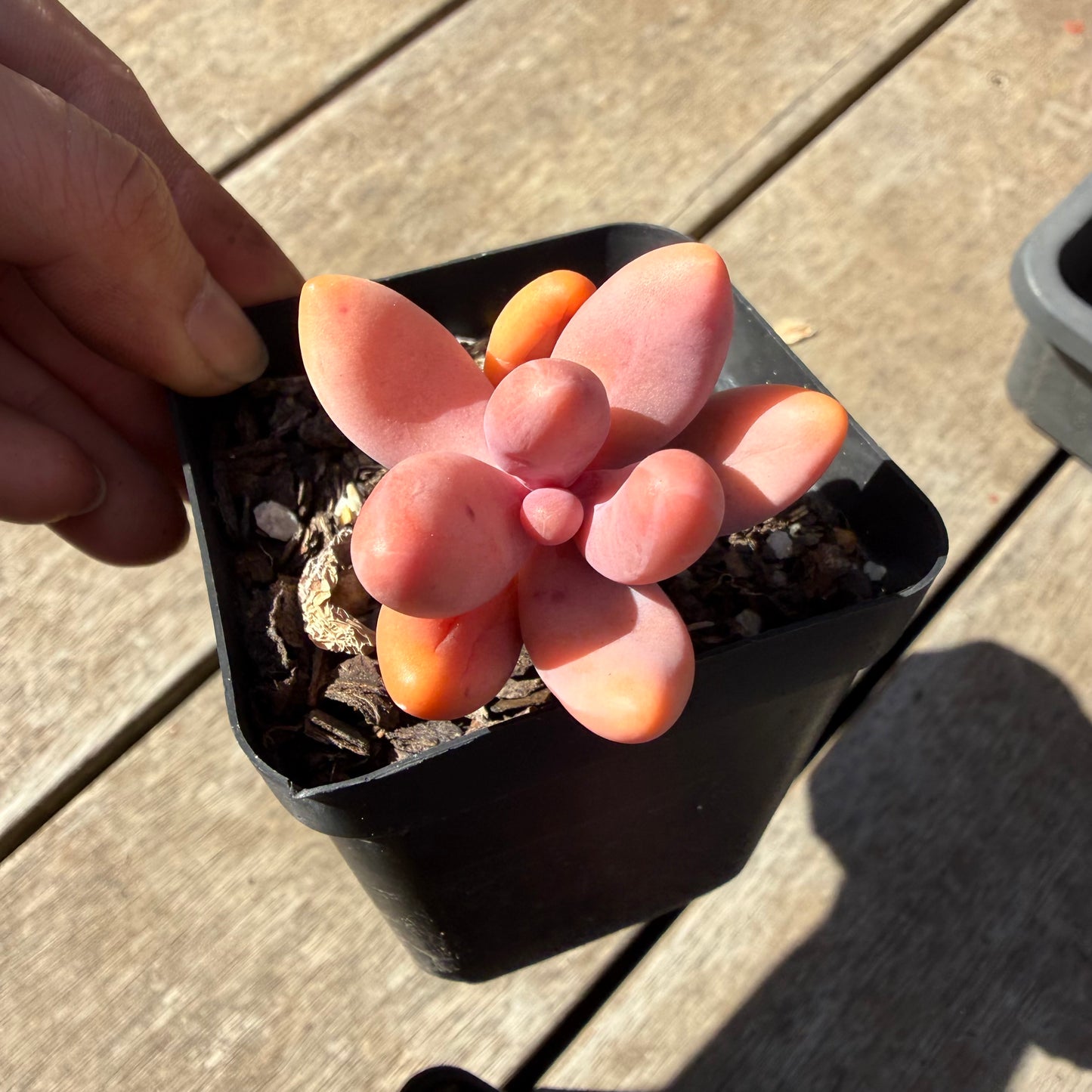 000 Succulent Jumbo Value Pack 20pc [J6]