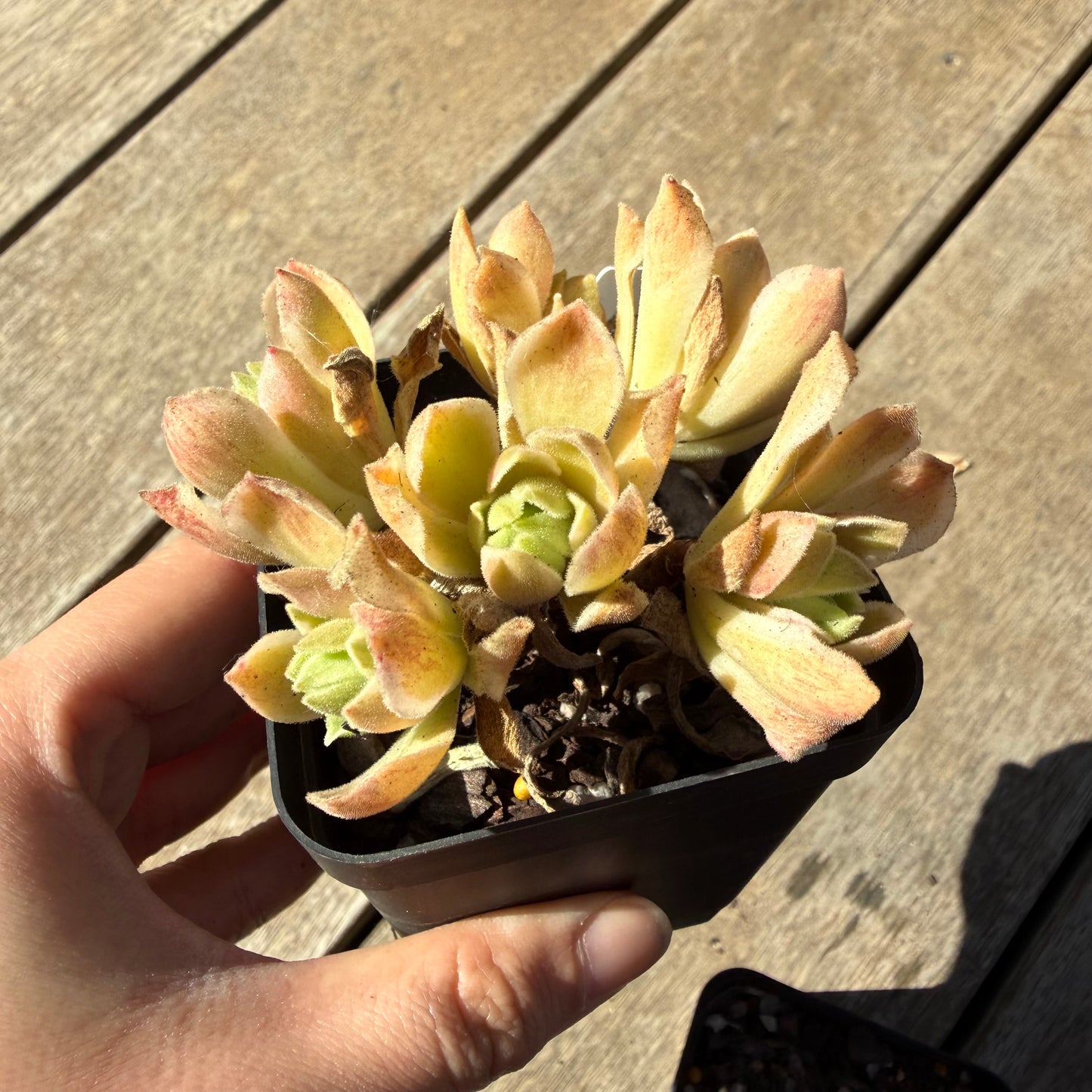 000 Succulent Jumbo Value Pack 20pc [J6]