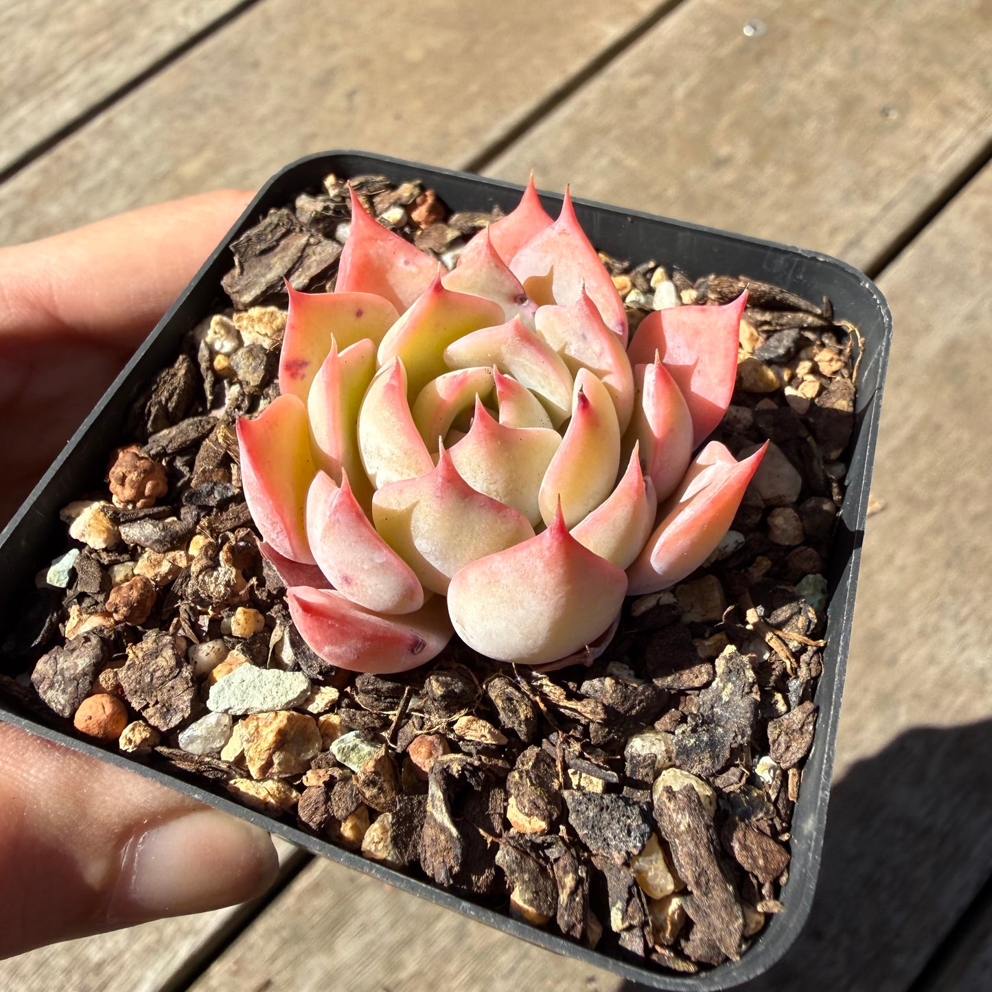 000 Succulent Jumbo Value Pack 20pc [J6]