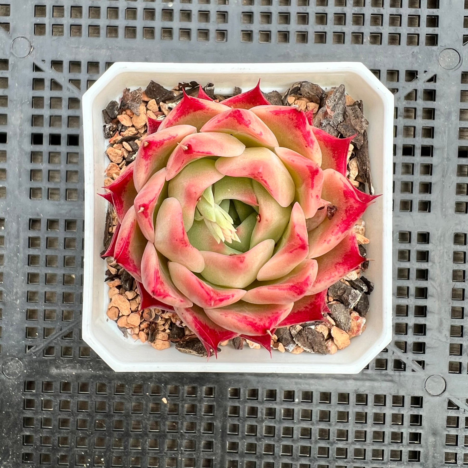 red top queen succulent 1411 Echeveria 'Queen Red'