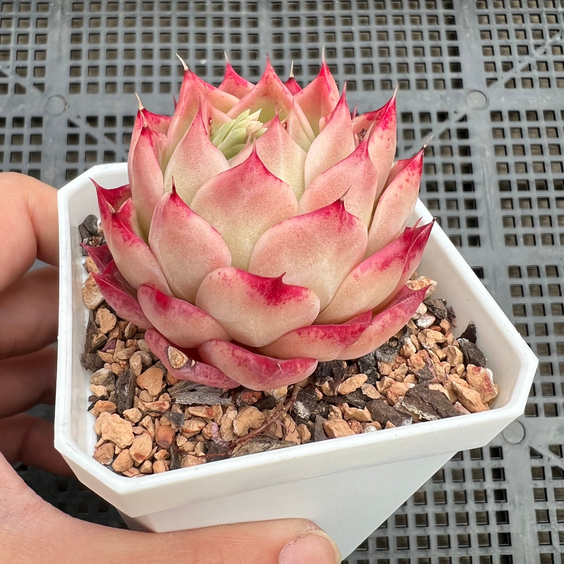 red top queen succulent 1411 Echeveria 'Queen Red'