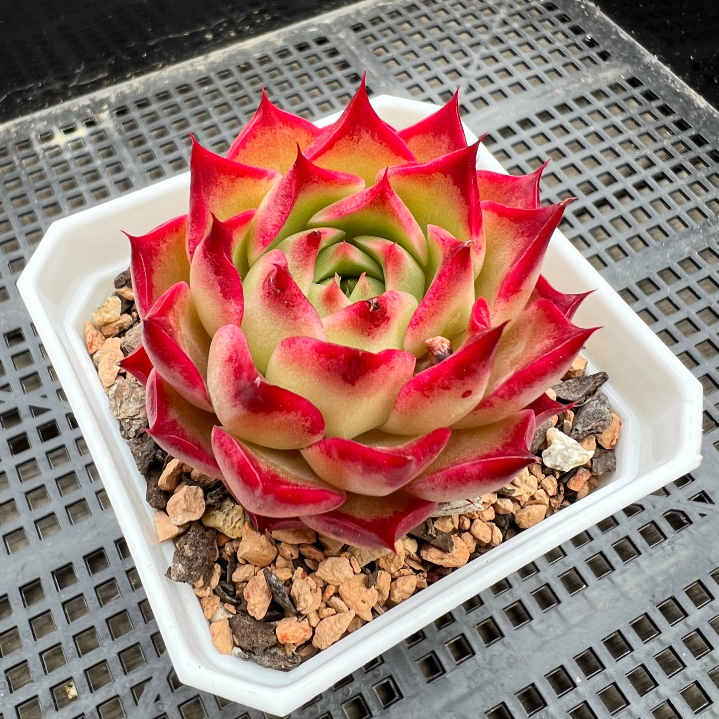 red vine succulent 1411 Echeveria 'Queen Red Wine' – Bella Succulent Garden