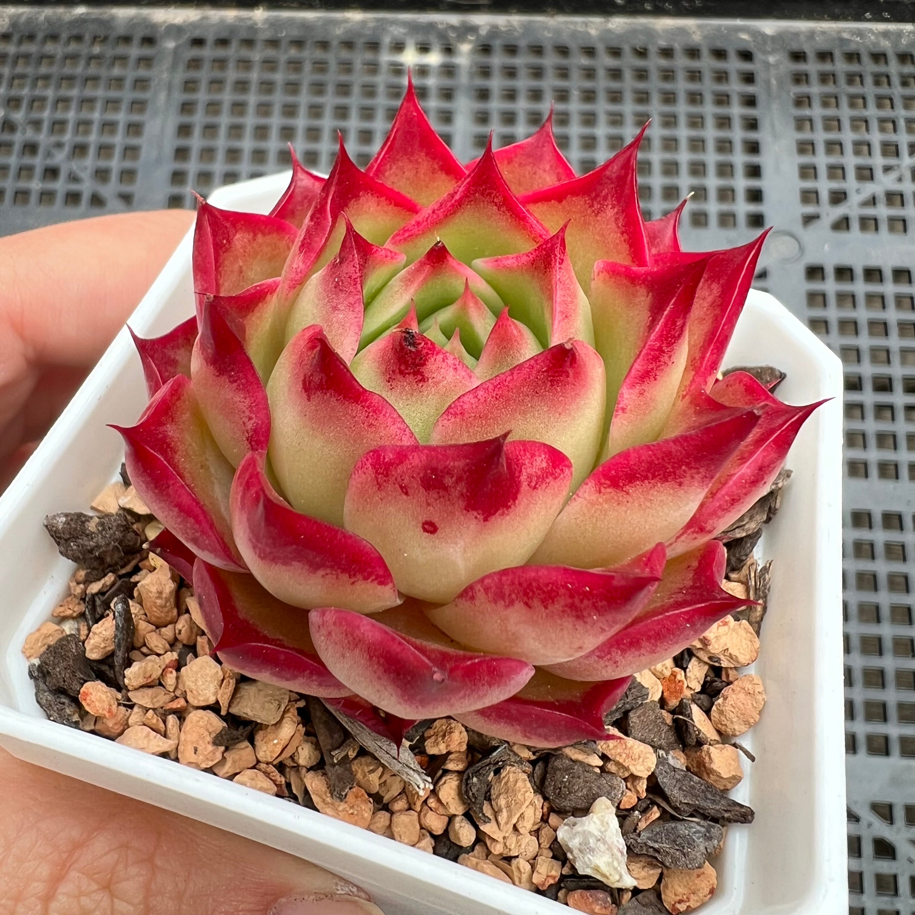 1411 酒红女王– Bella Succulent Garden