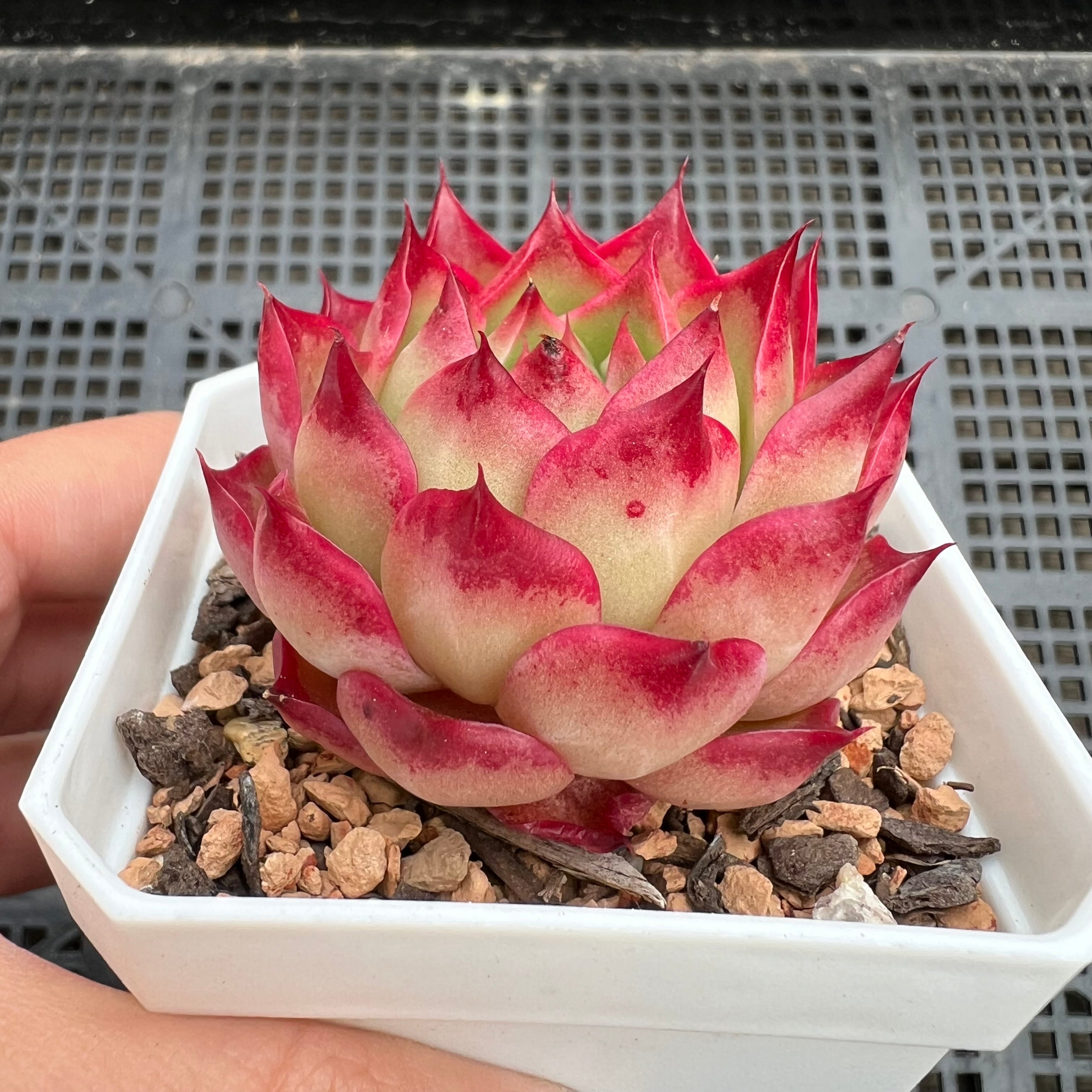 1411 酒红女王– Bella Succulent Garden