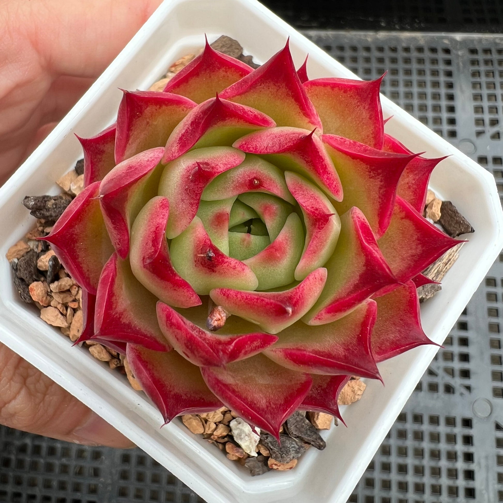 red top queen succulent 1411 Echeveria 'Queen Red Wine'