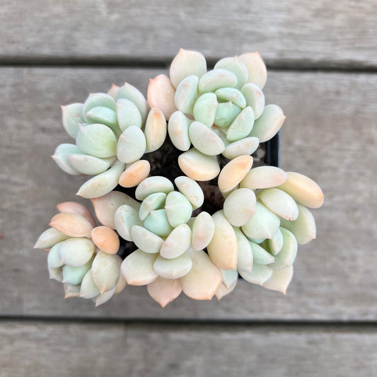 1411 Graptoveria A Grim One
