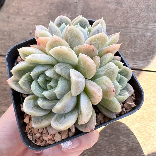 1508 Echeveria Elsa