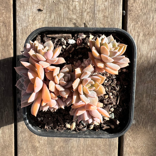 1508 Echeveria Hybrid