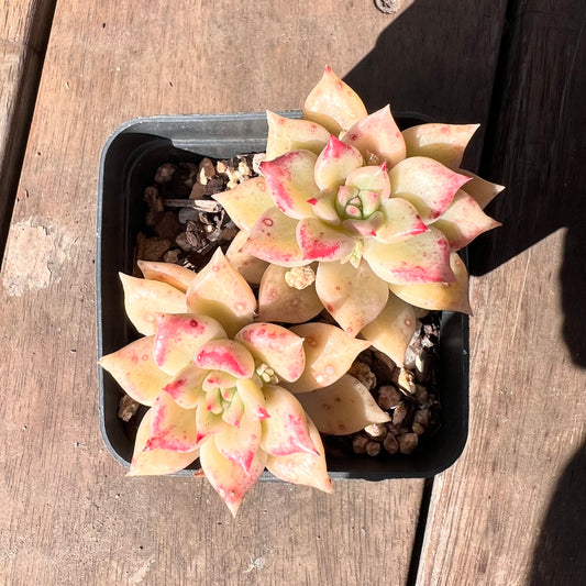 1510 Echeveria Arzee (Double)