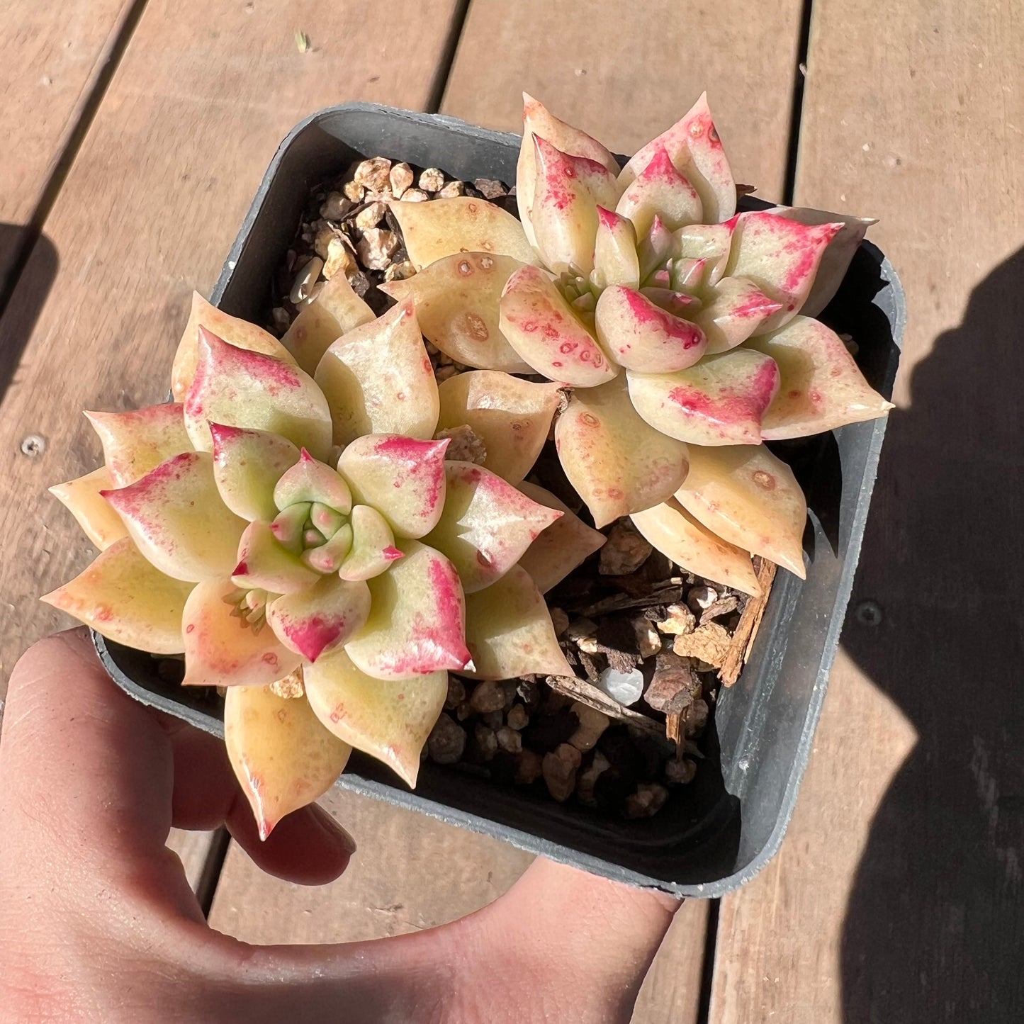 1510 Echeveria Arzee (Double)