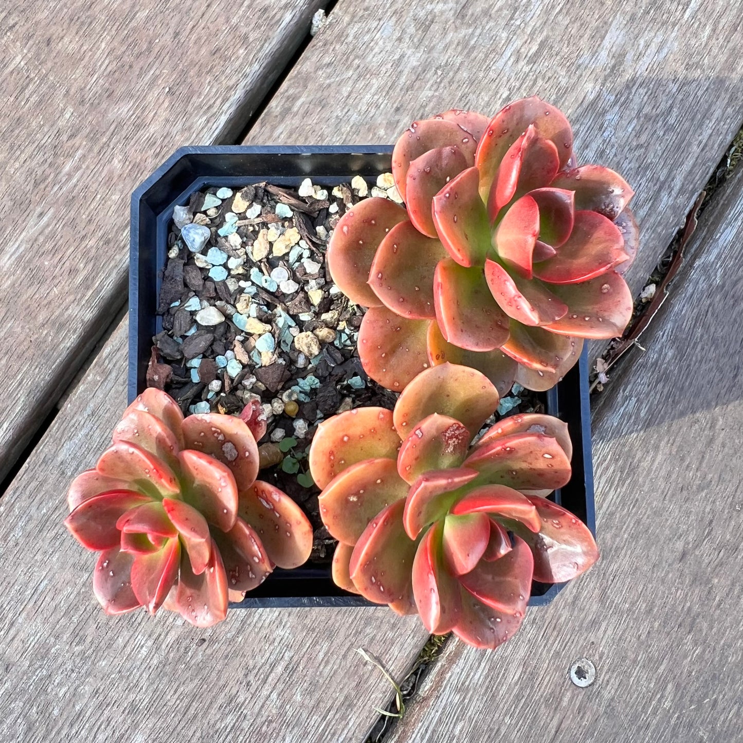 1510 Echeveria Chroma (Multi)