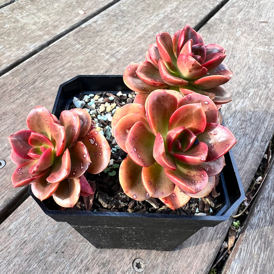 1510 Echeveria Chroma (Multi)