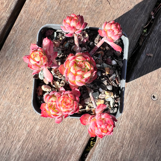 1510 Echeveria Dream Rose (Multi)