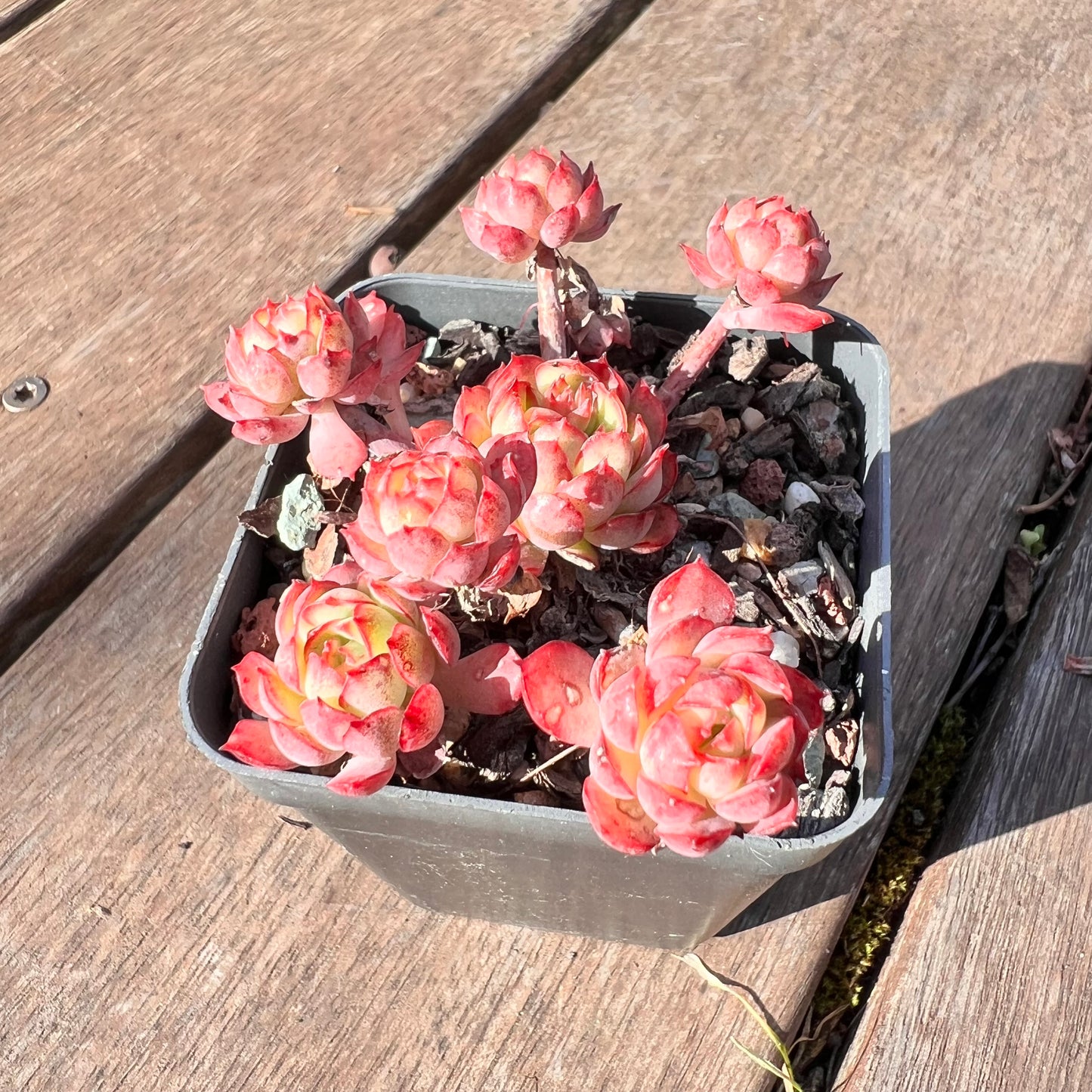 1510 Echeveria Dream Rose (Multi)