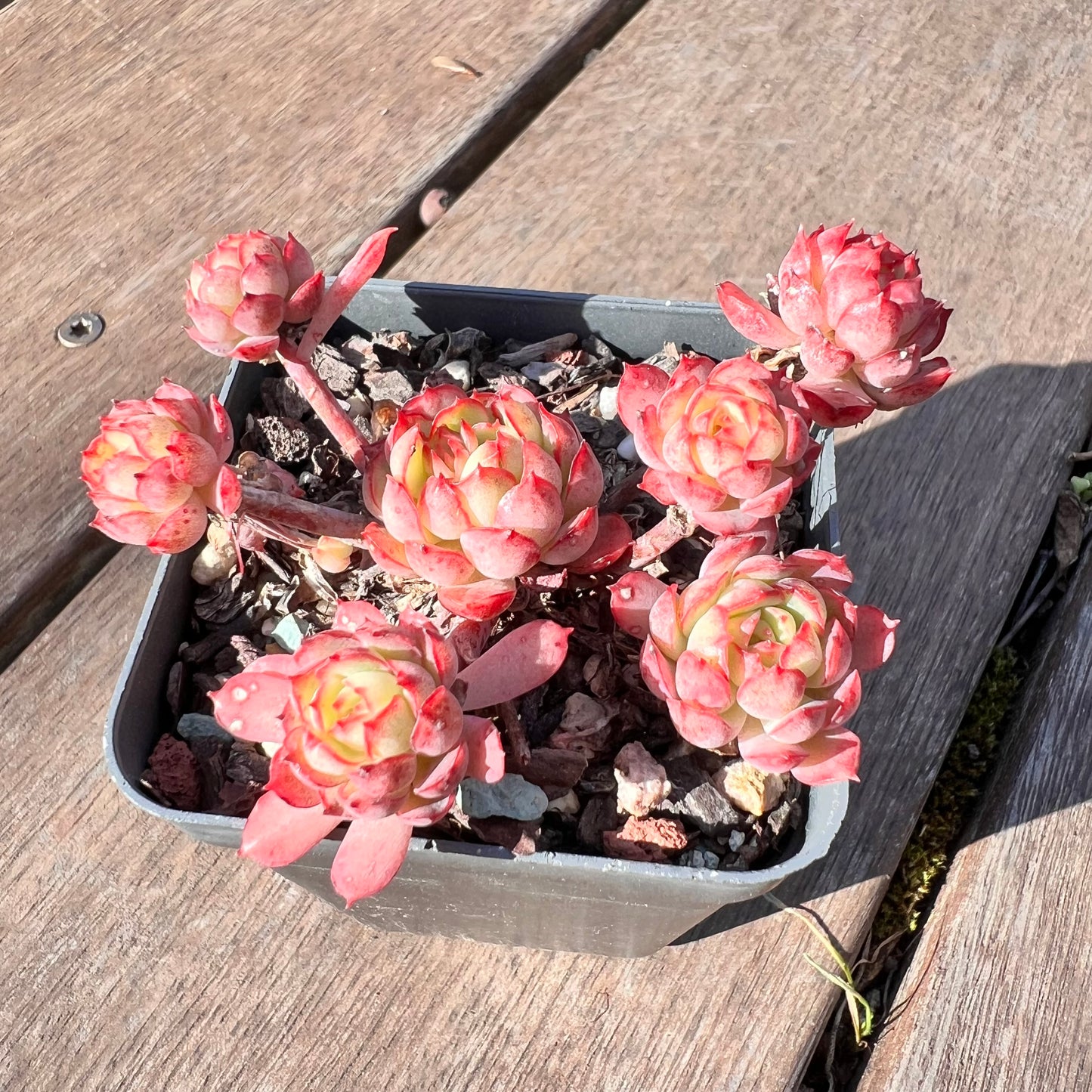 1510 Echeveria Dream Rose (Multi)