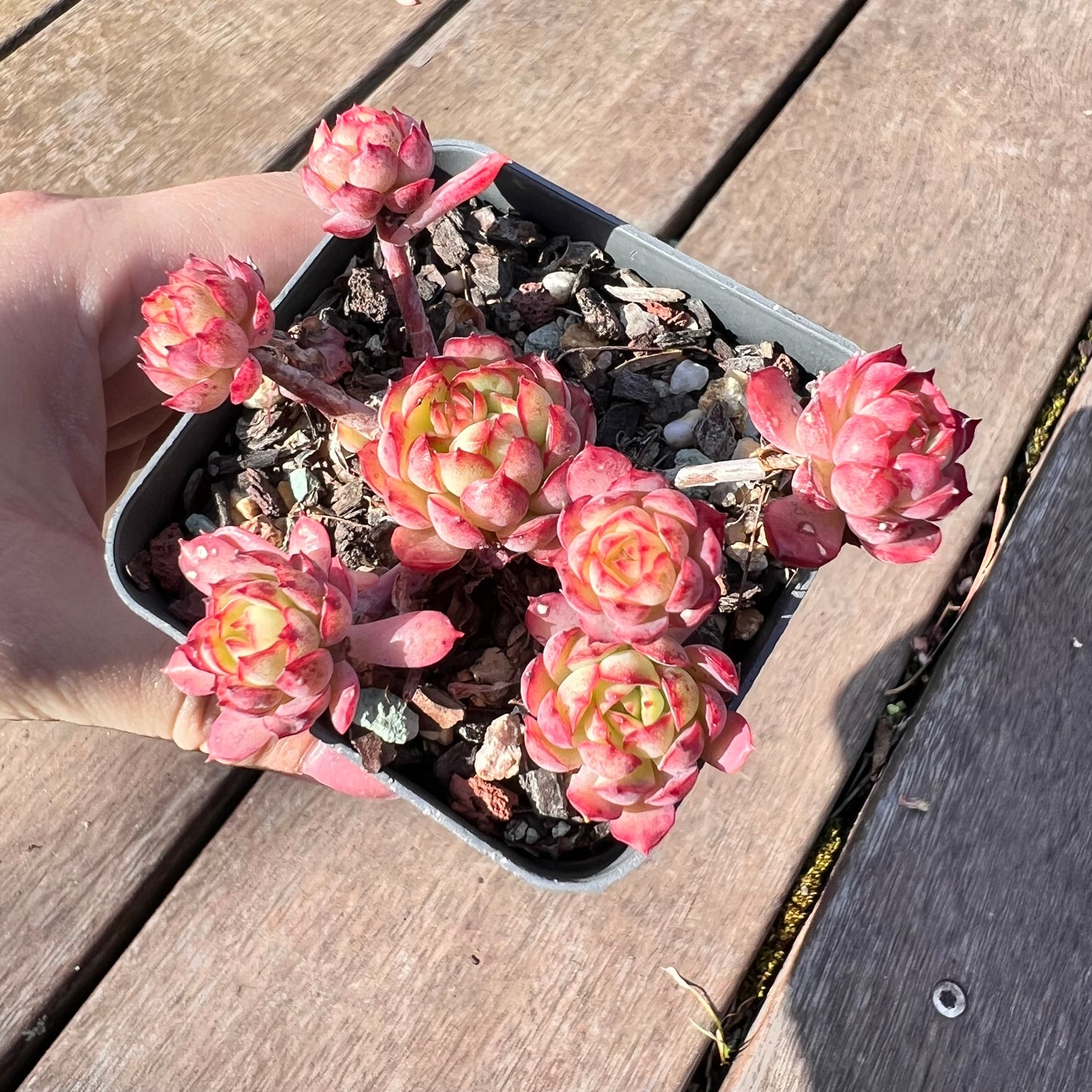 1510 Echeveria Dream Rose (Multi)