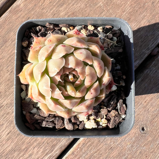 1510 Echeveria Malgan 'Gilo'