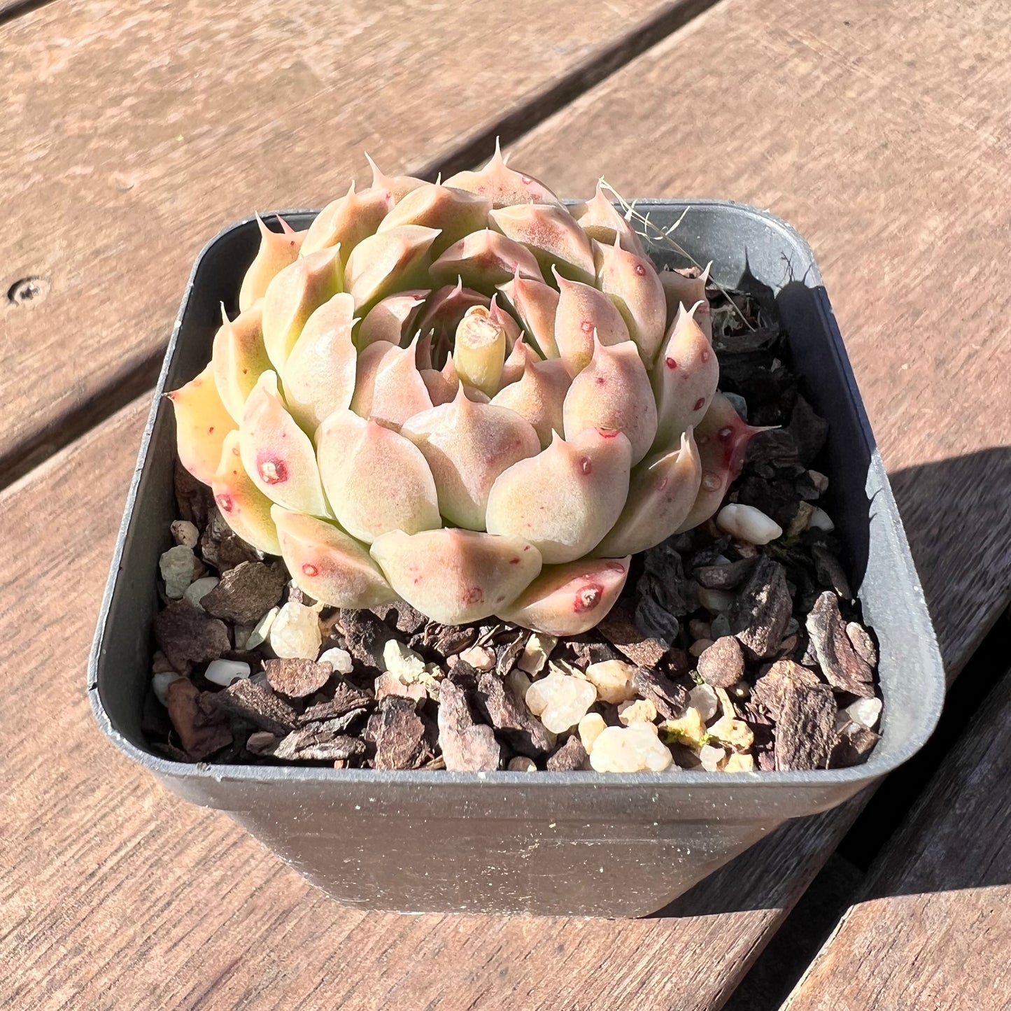 1510 Echeveria Malgan 'Gilo'