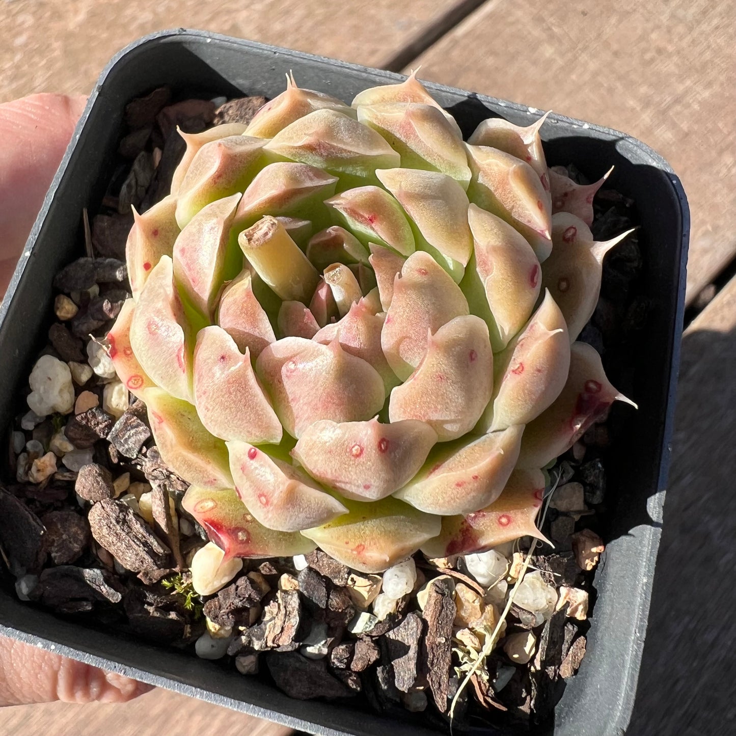 1510 Echeveria Malgan 'Gilo'