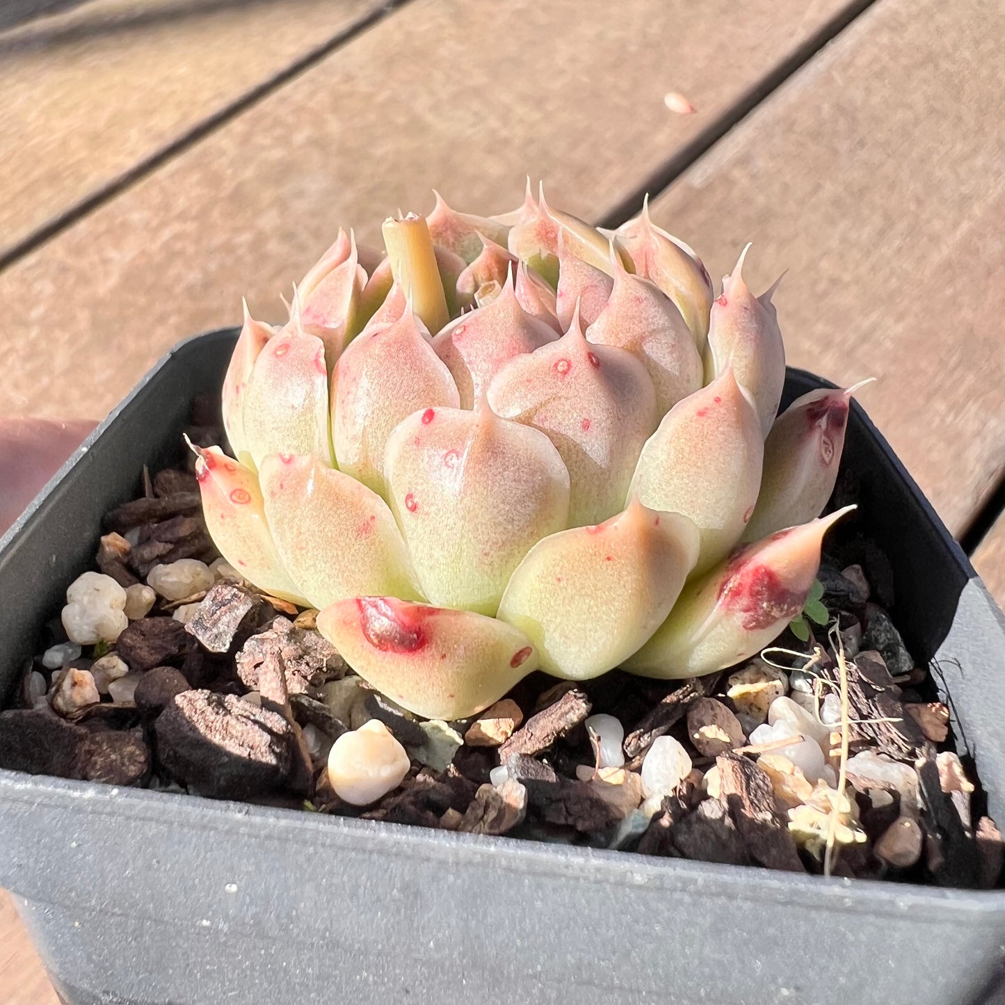 1510 Echeveria Malgan 'Gilo'