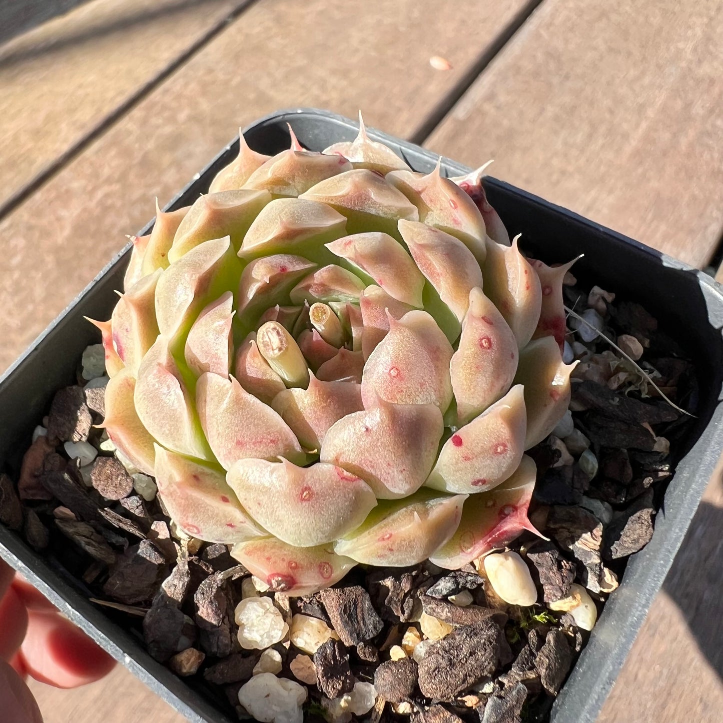 1510 Echeveria Malgan 'Gilo'